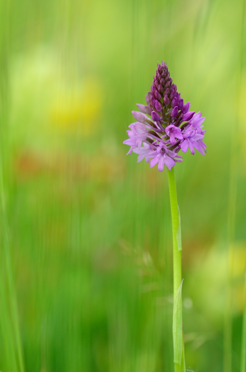 Anacamptis pyramidalis
