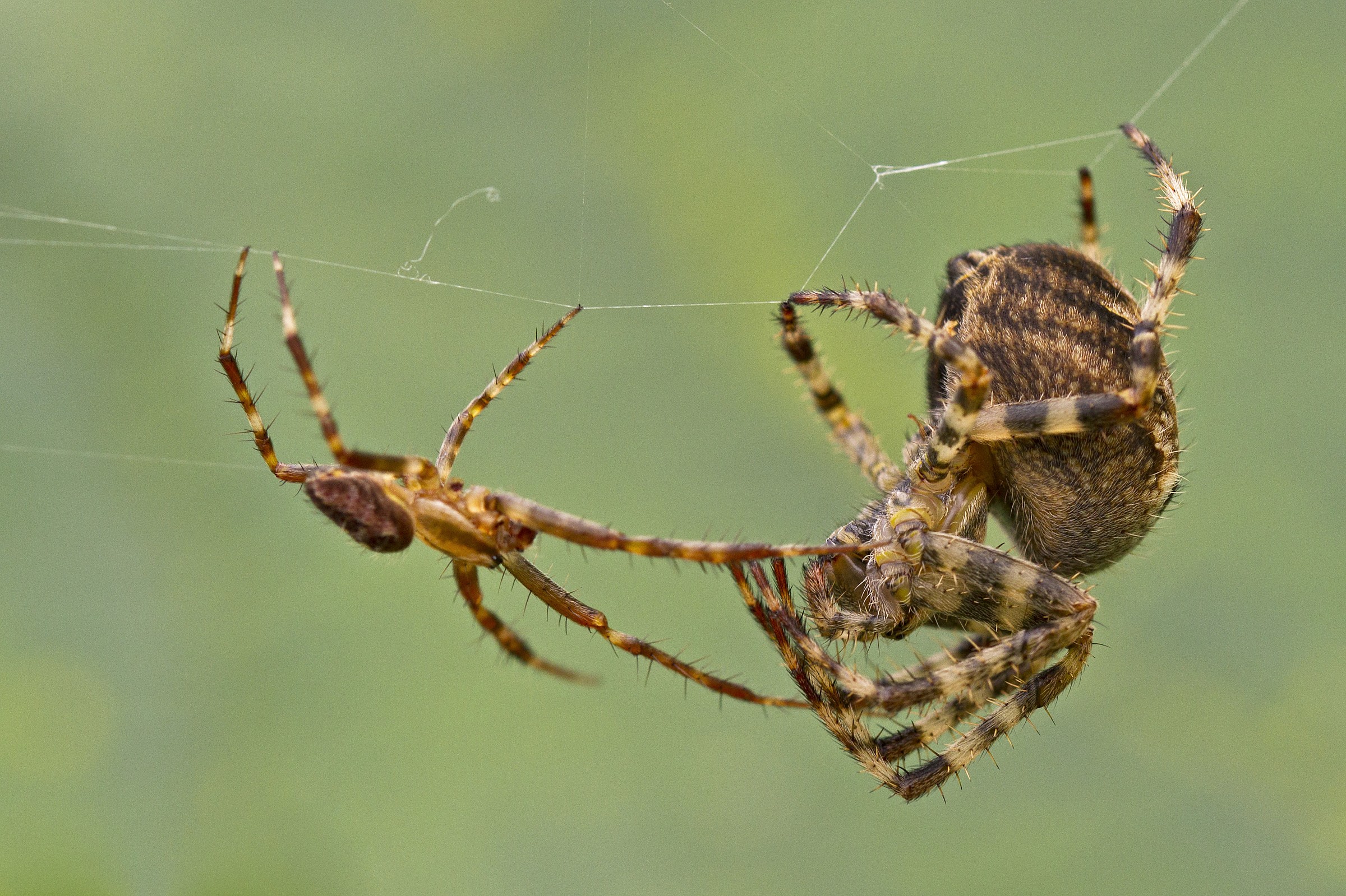 Araneus diadematus (cross spider) love scene