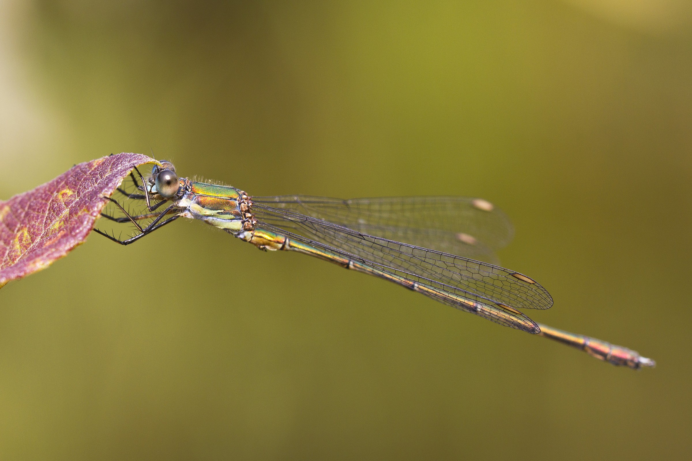 Chalcolestes viridis