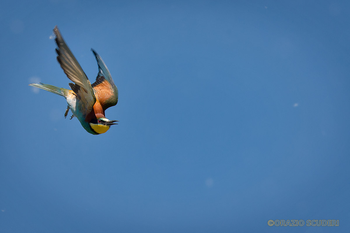 Merops apiaster