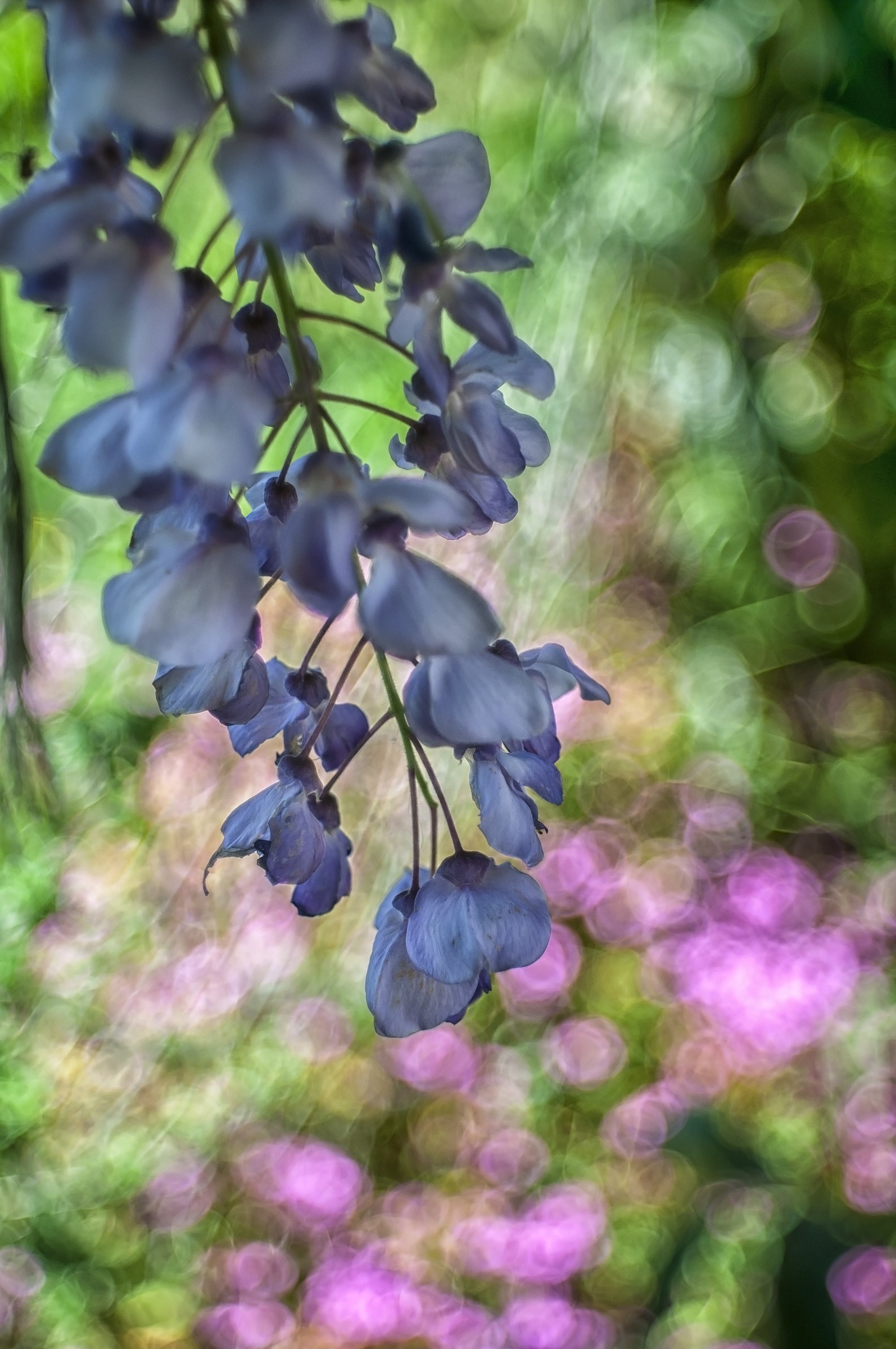 Wisteria