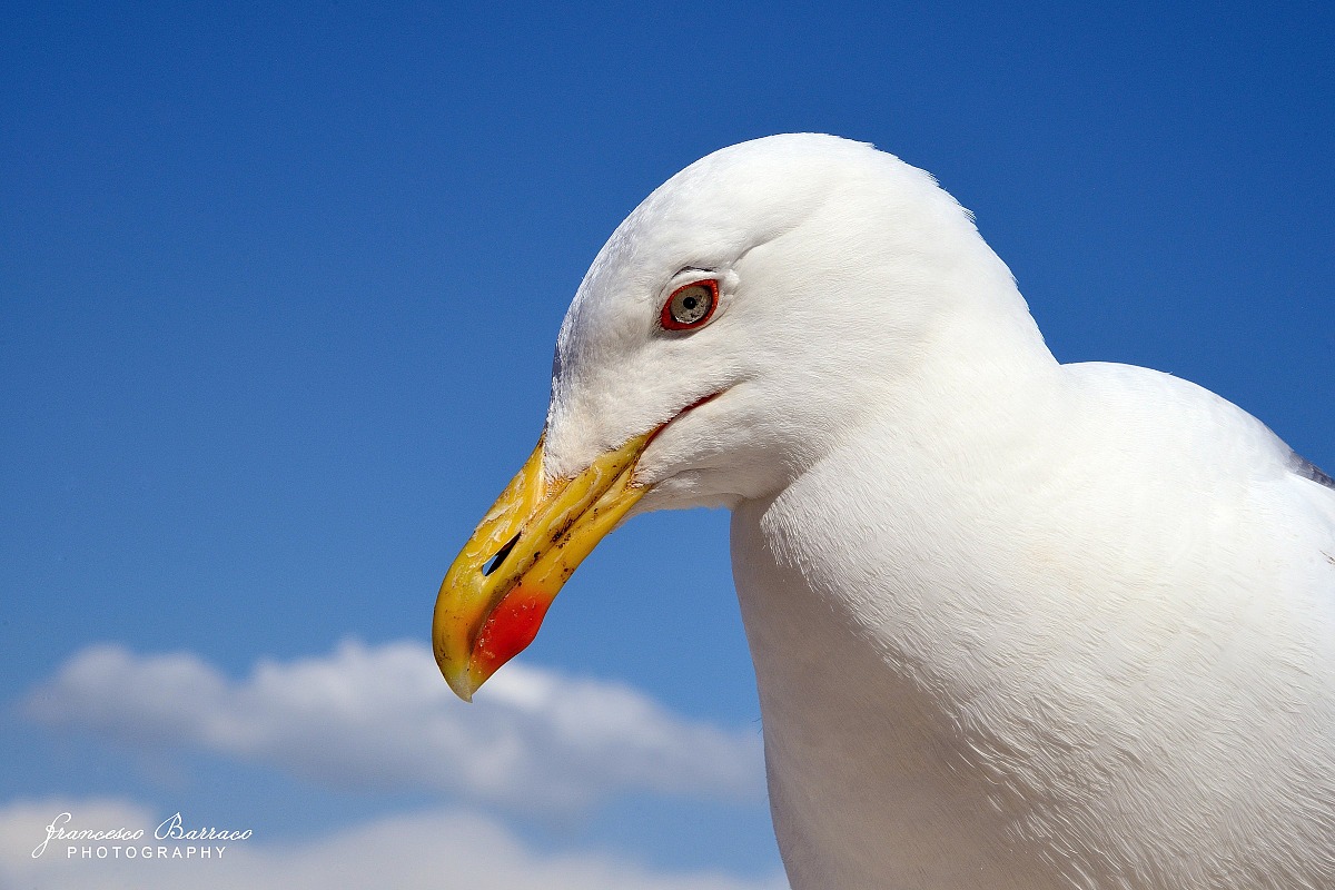 Seagull