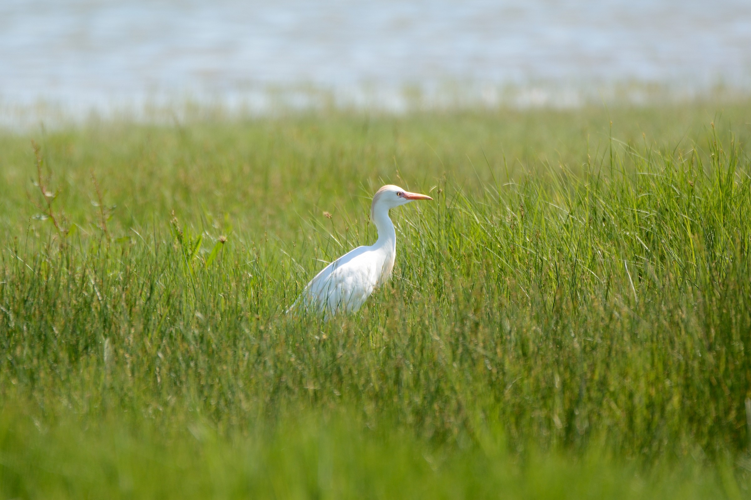 Egret