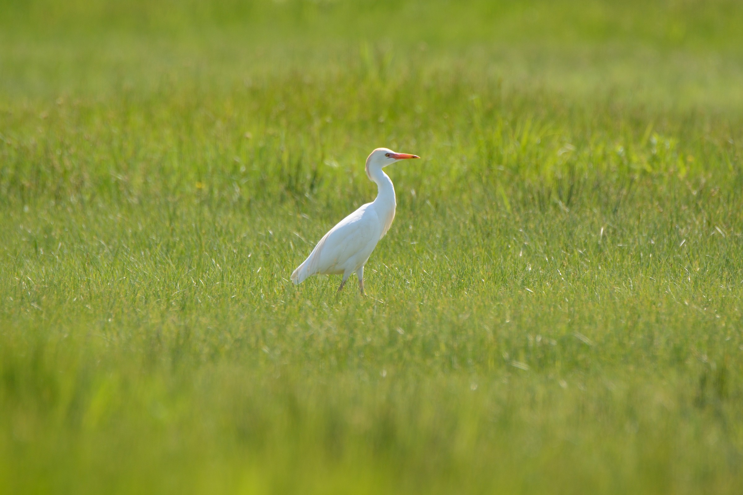 Egret # 2