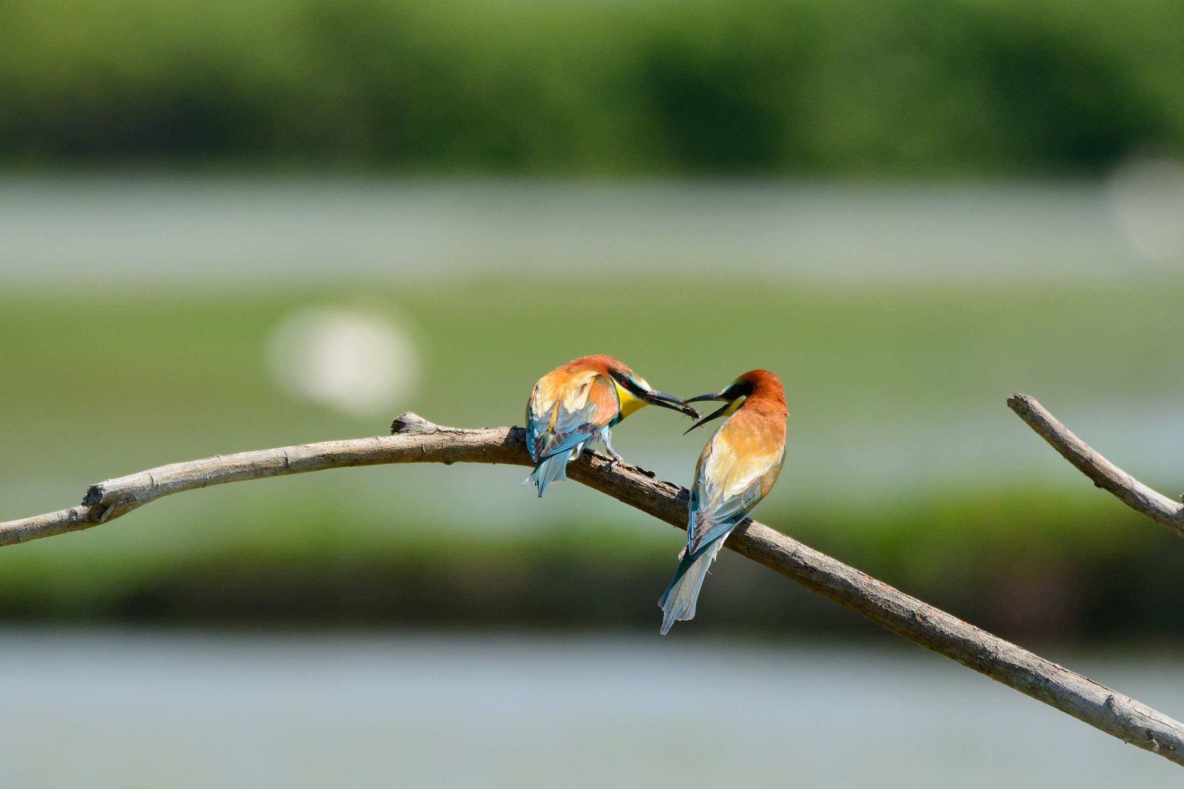 Gift of bee-eaters