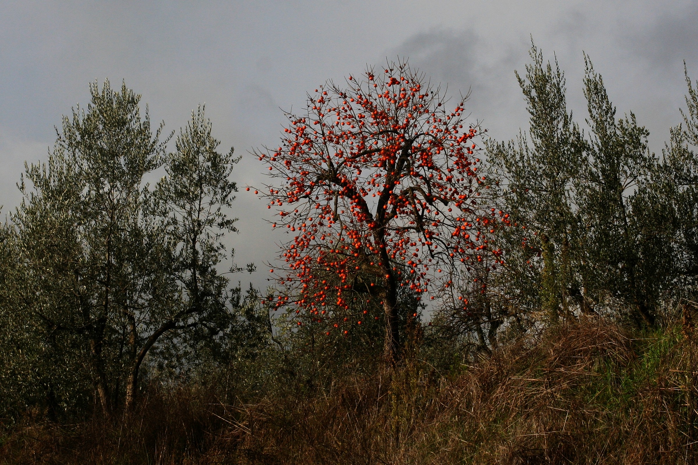 Apple and olive trees