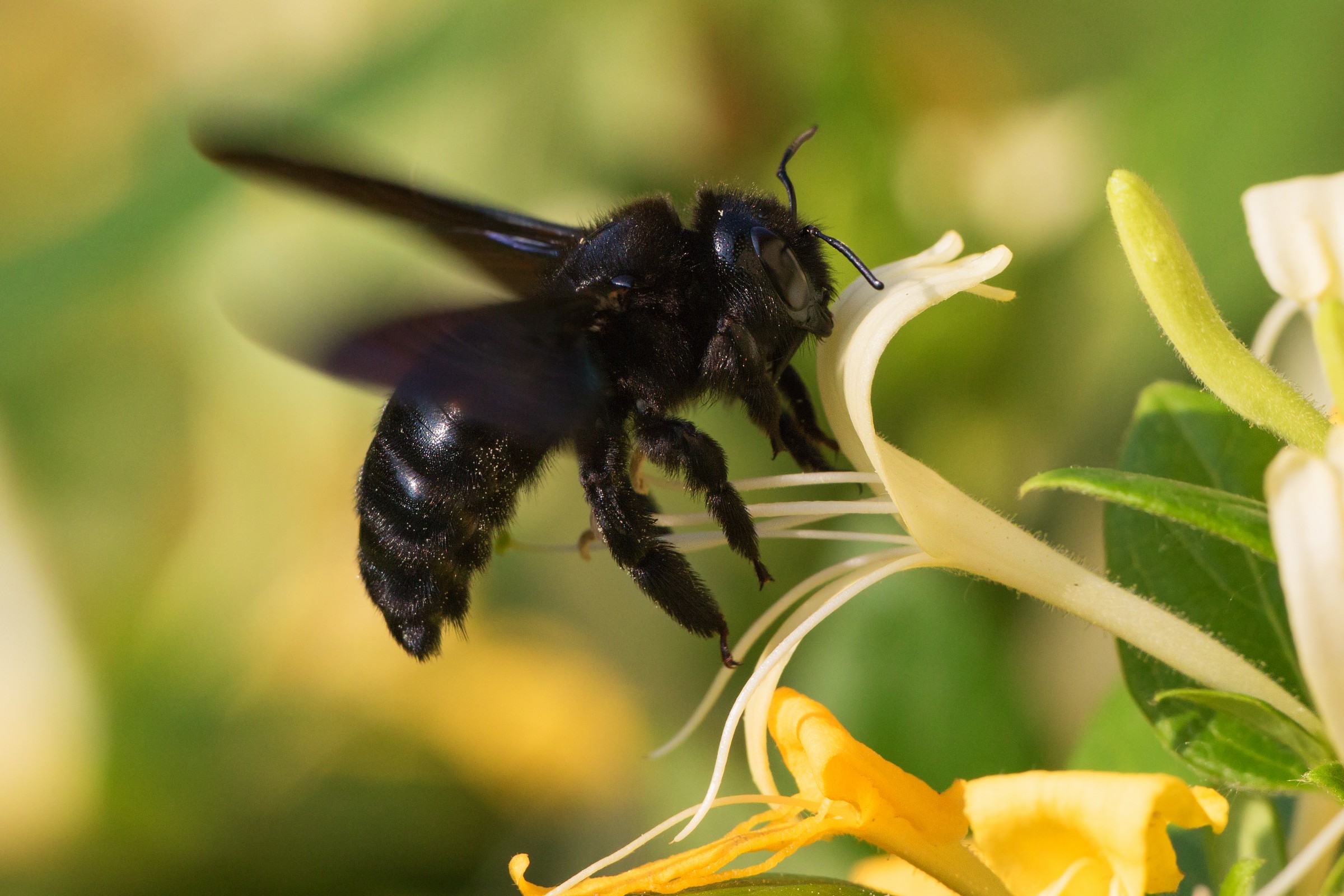 Black Monster (Xylocopa violacea)