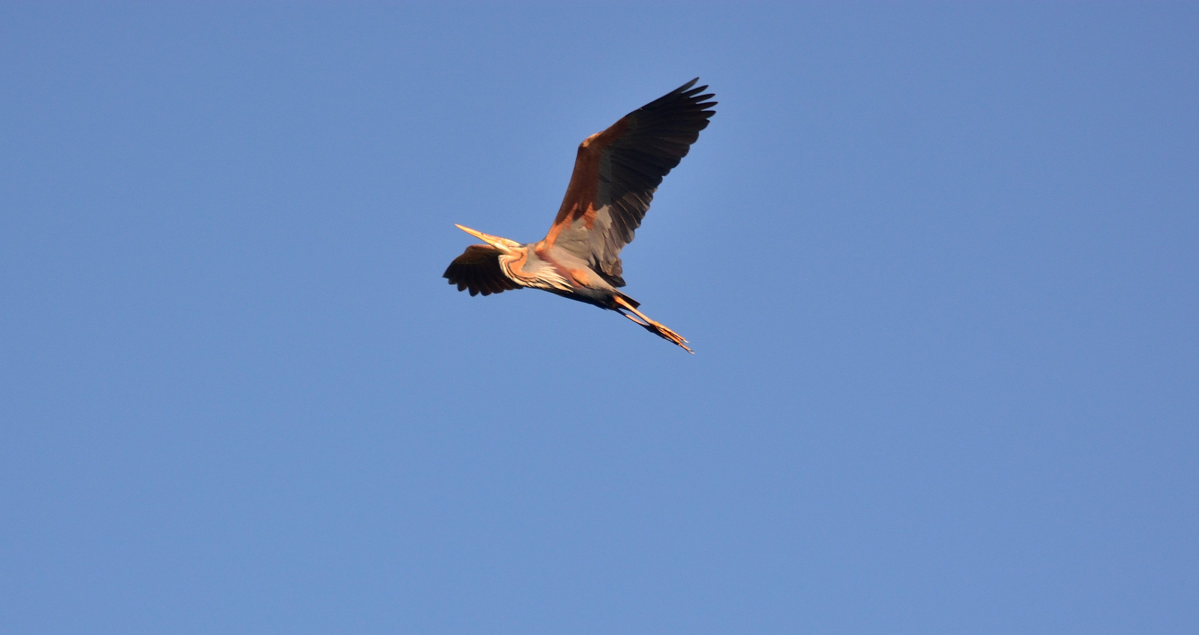 purple heron