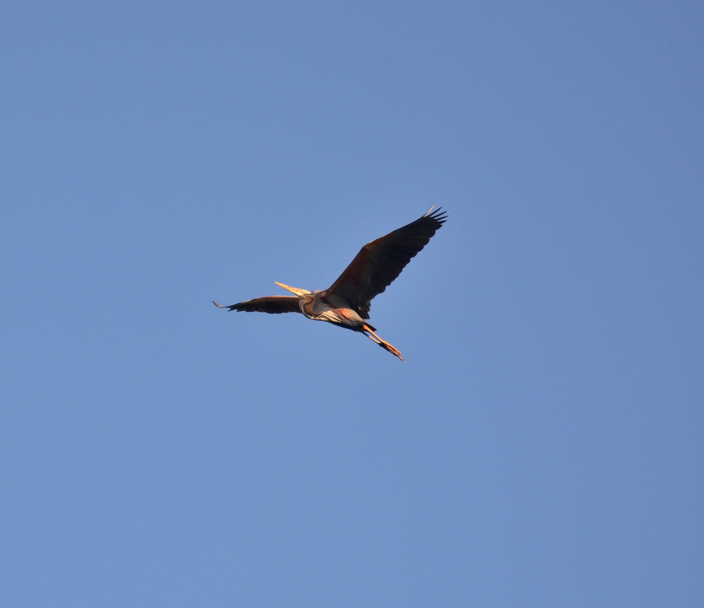 purple heron