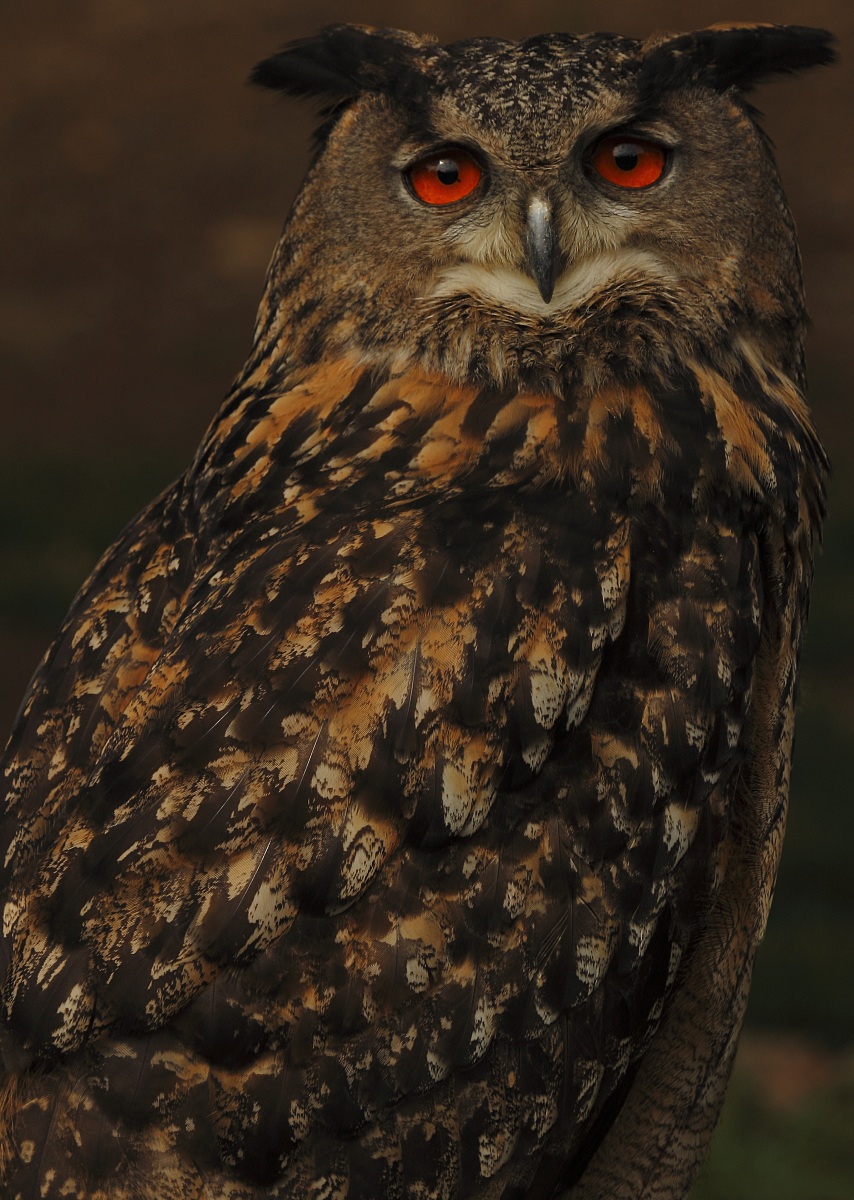 Eagle Owl