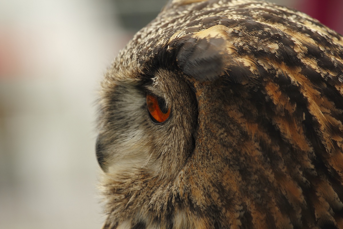 Eagle Owl