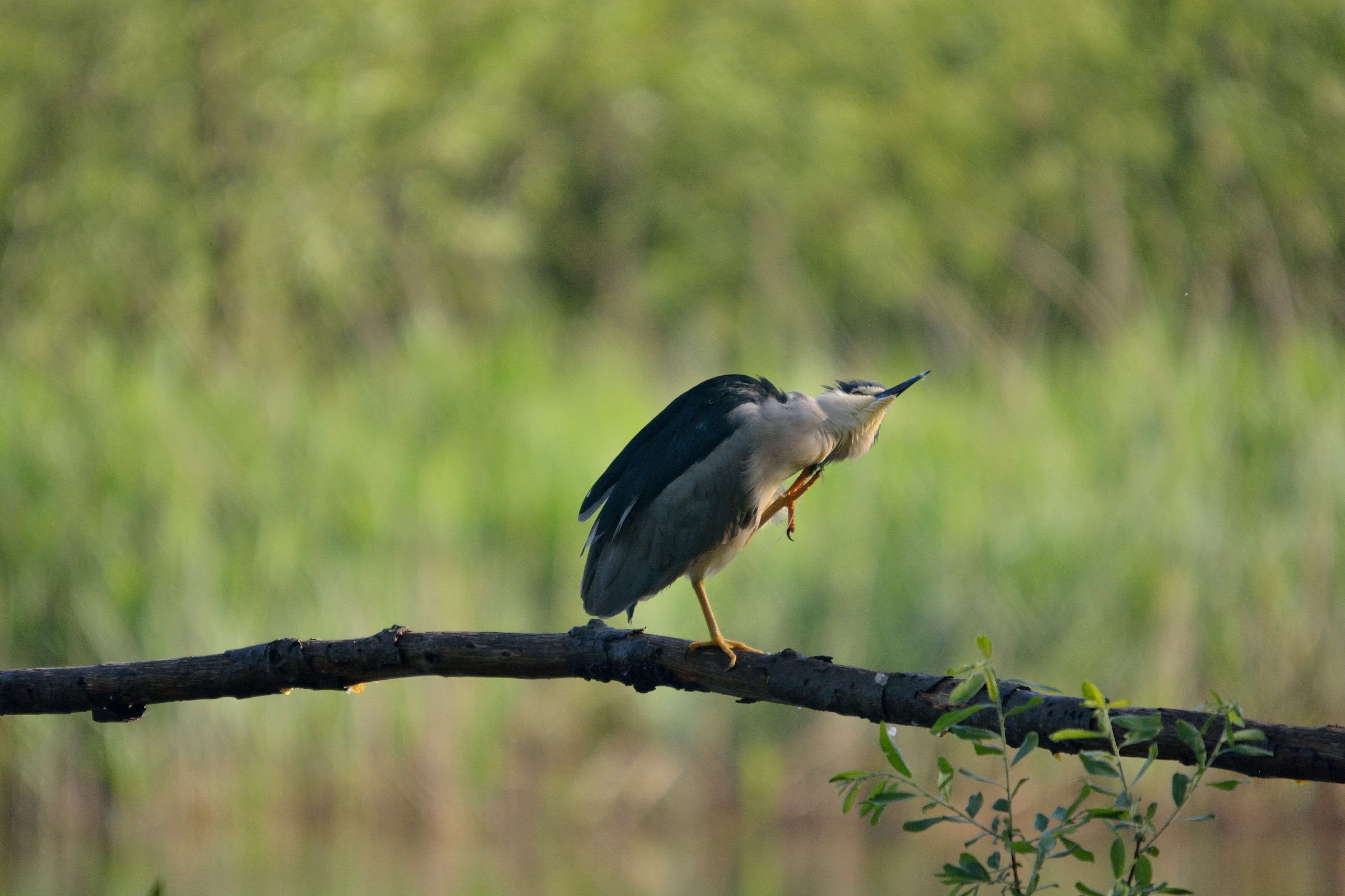 Night Heron