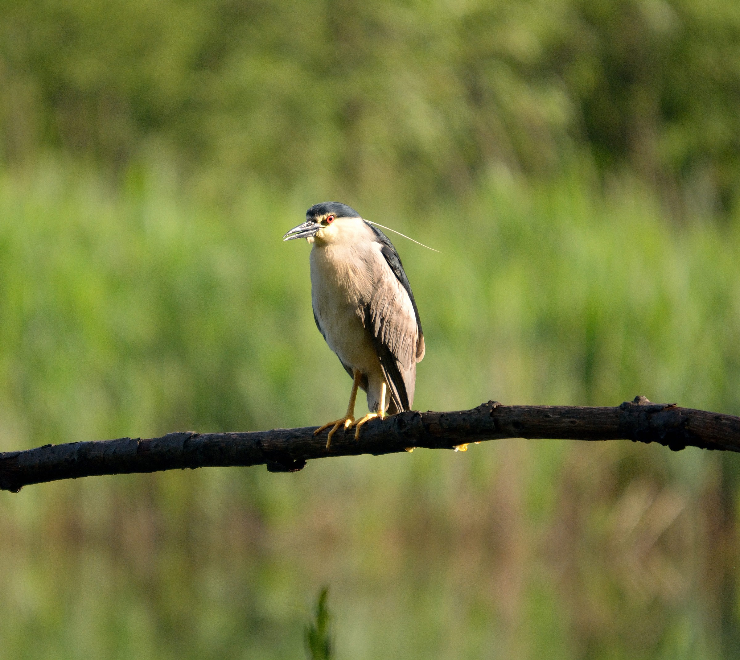 Night Heron