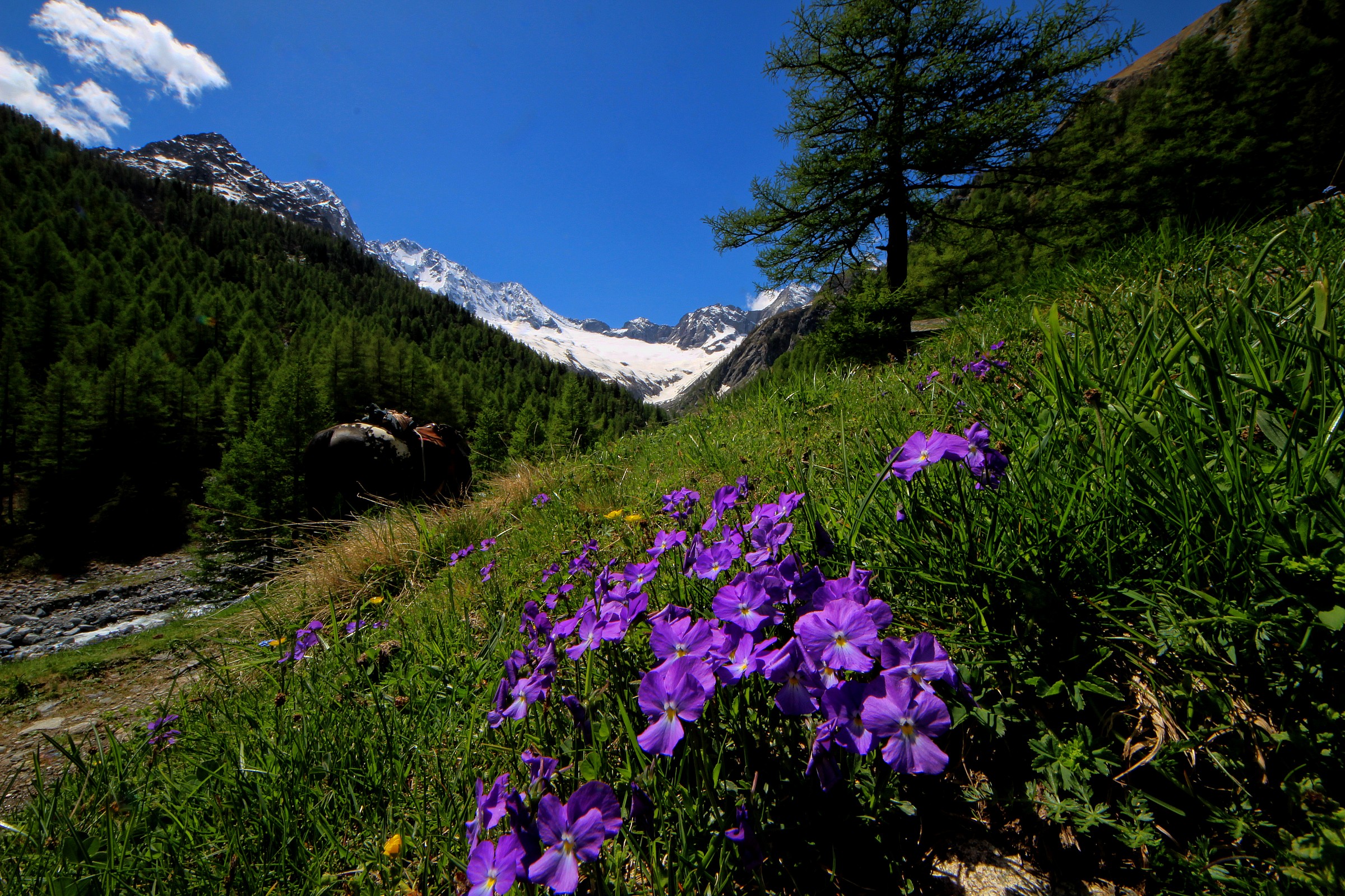 flowering alpine
