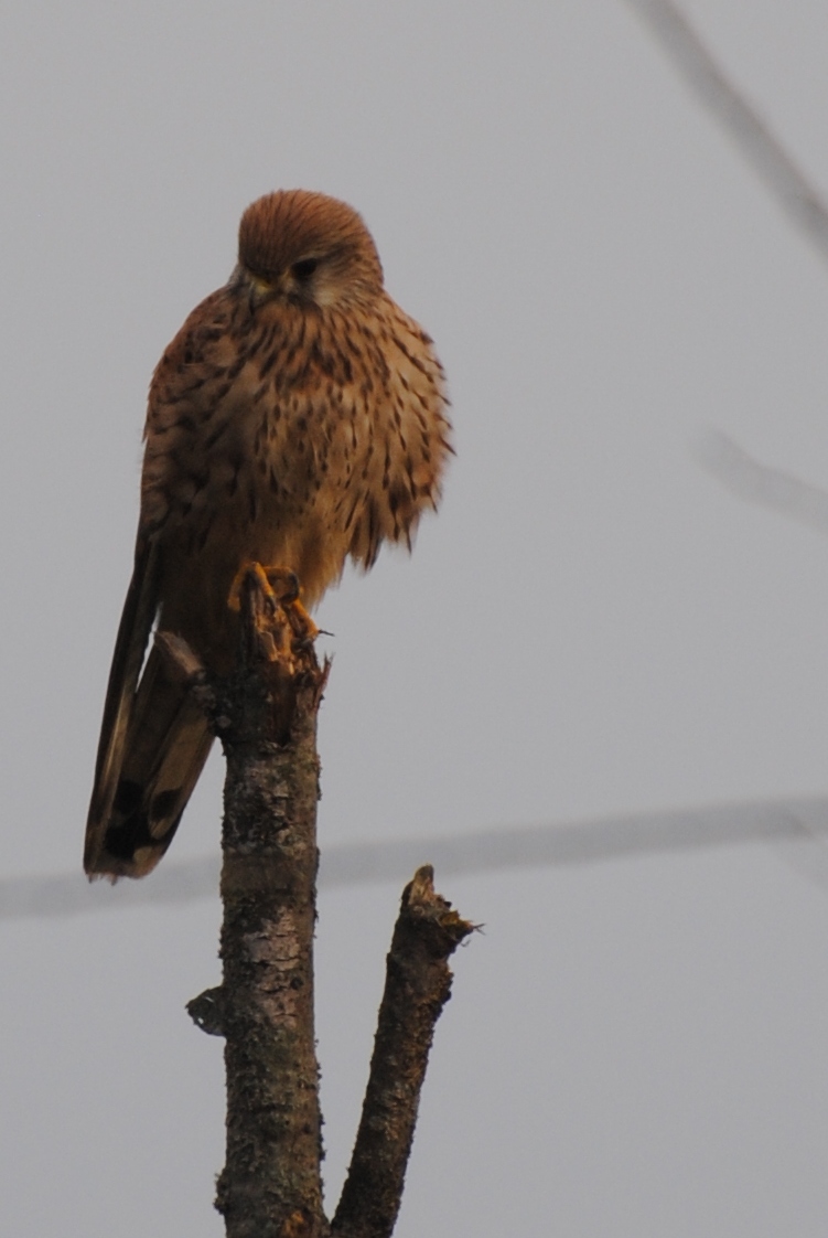 kestrel