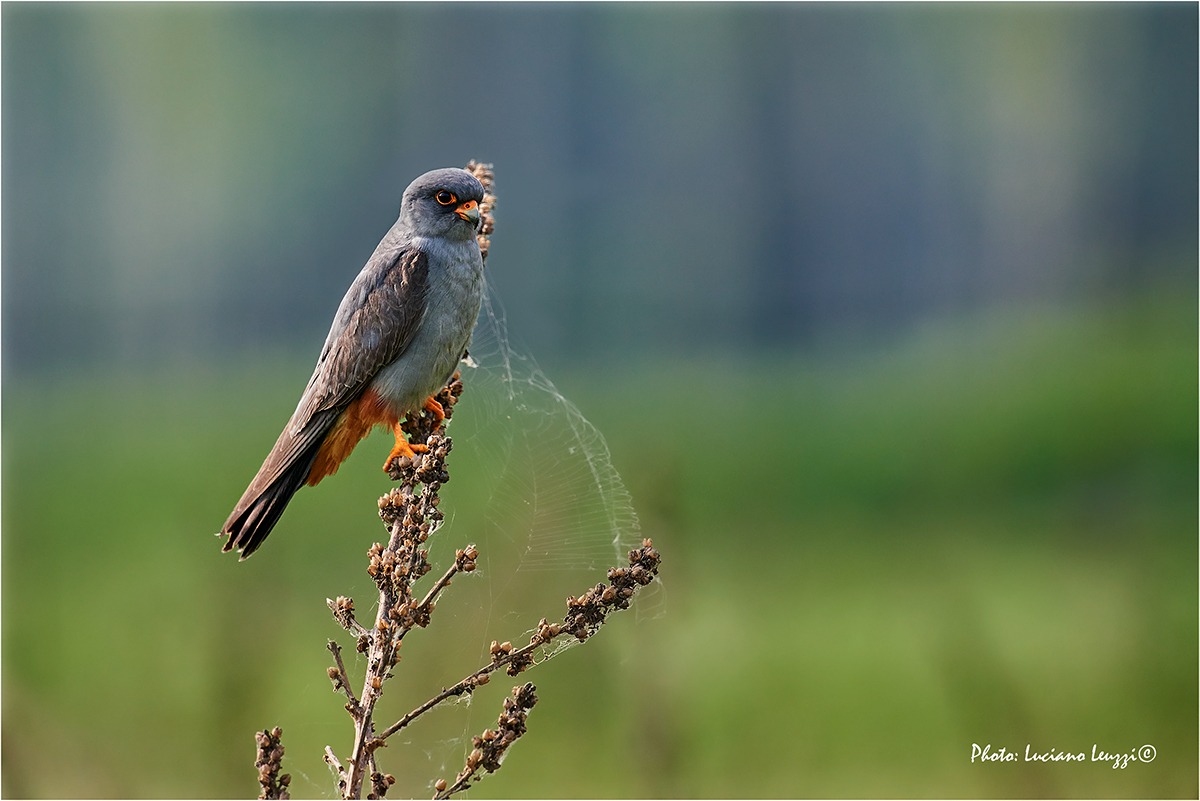 Red-footed falcon (male)