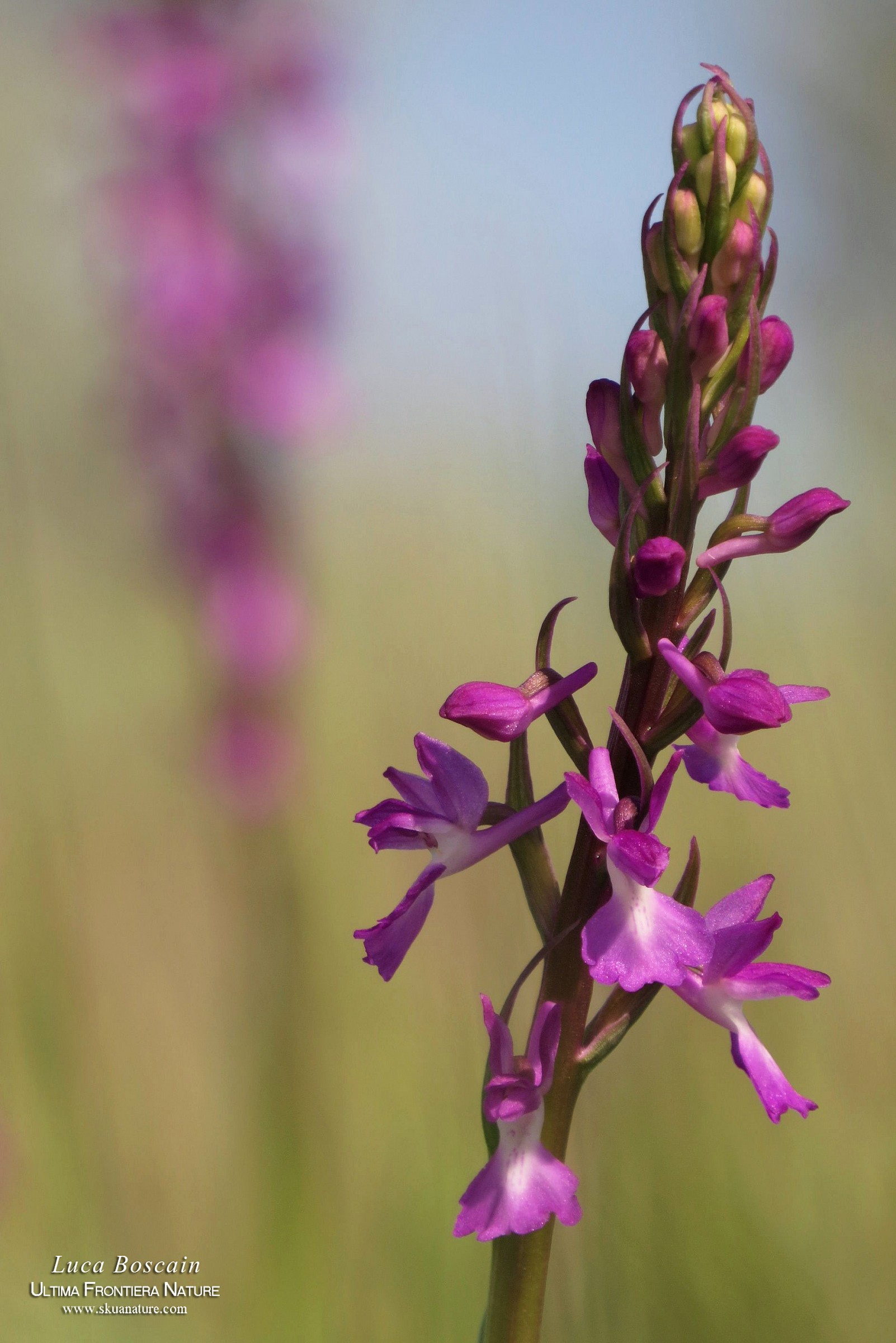 Anacamptis palustris