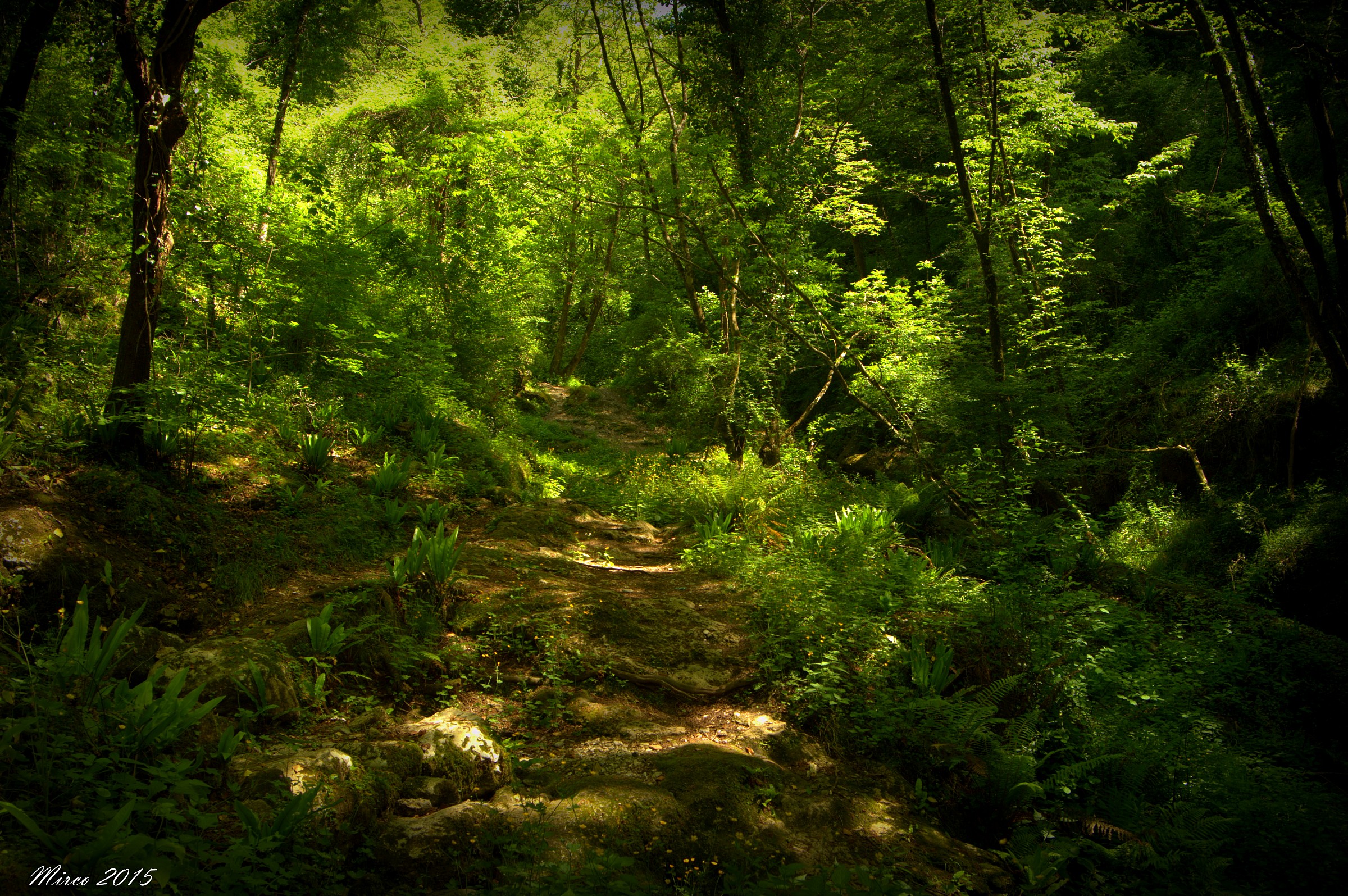 Bosco...al mattino..