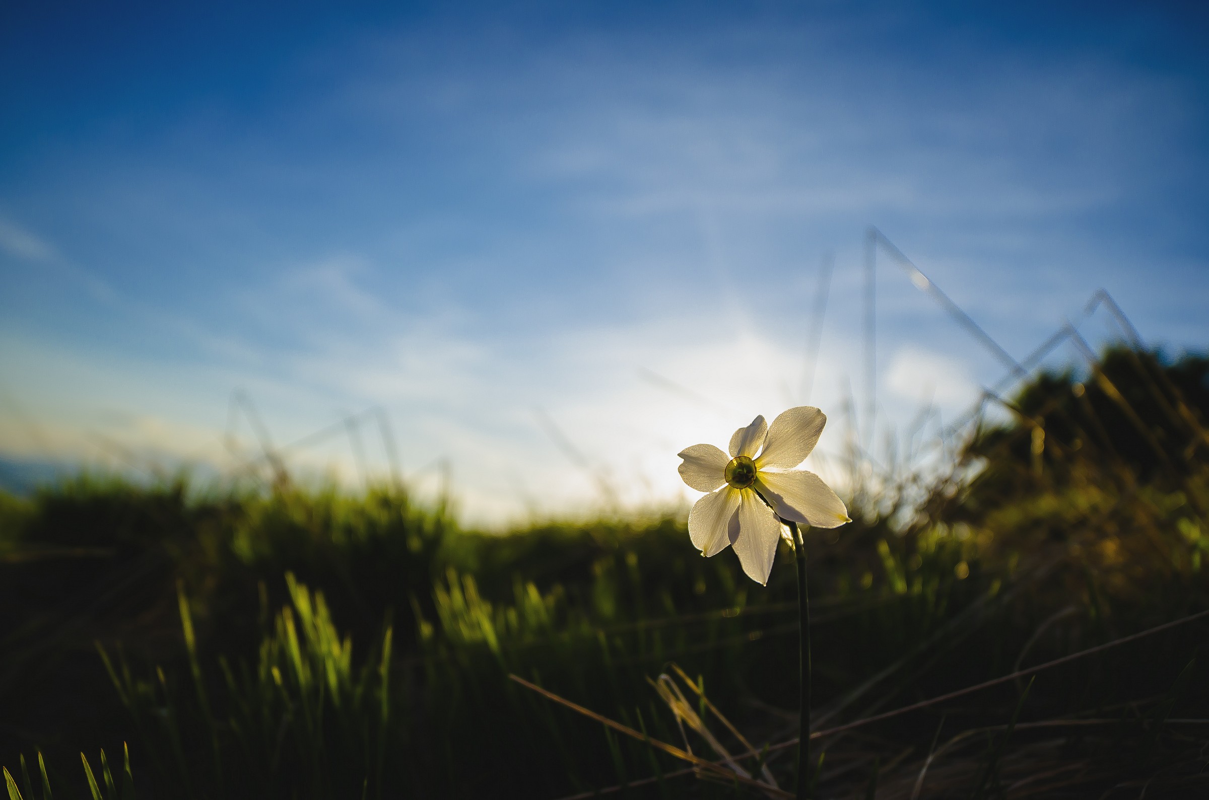 the first flowers to mottarone