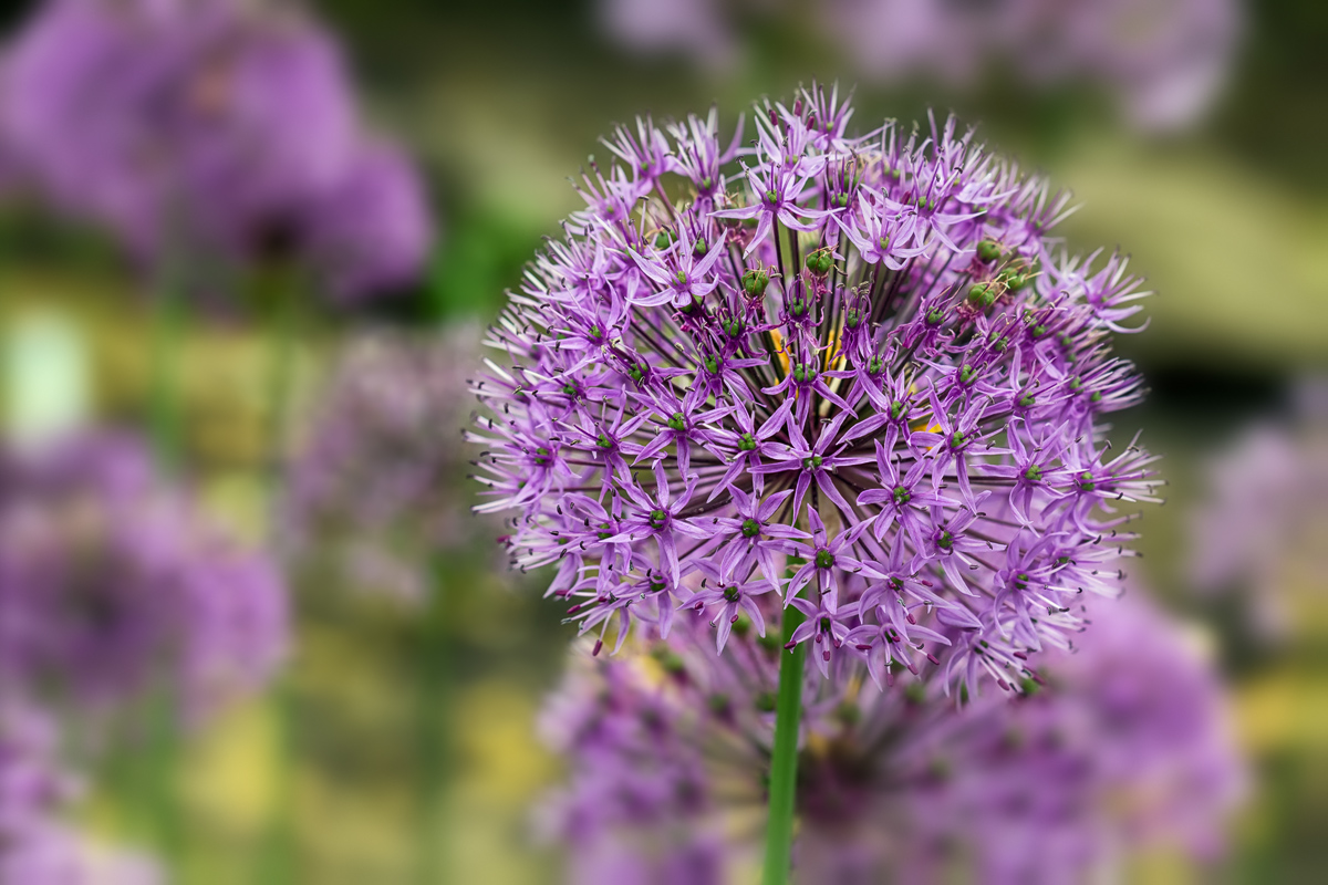 Allium cristophii