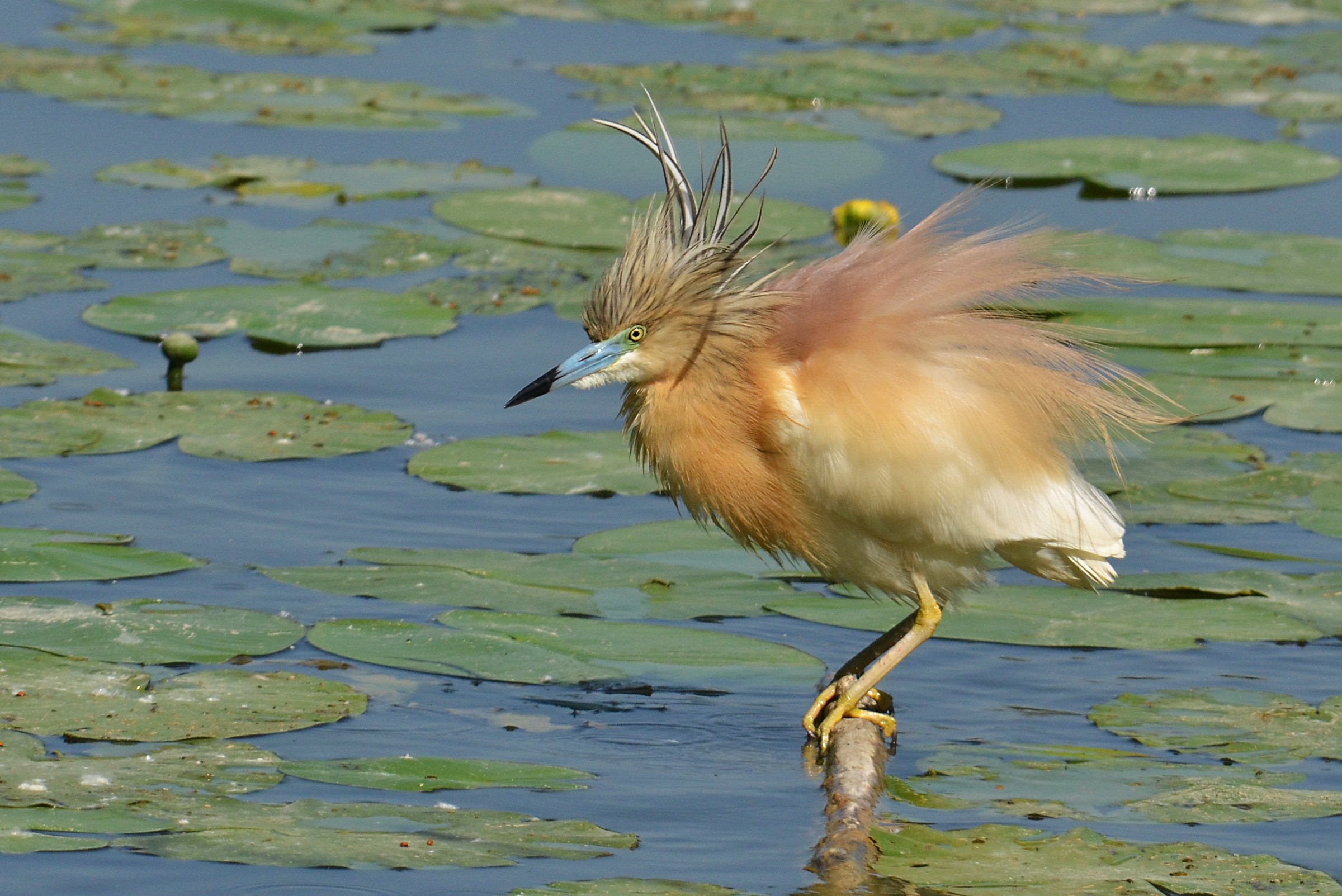 Sgarza ciuffetto spettinata