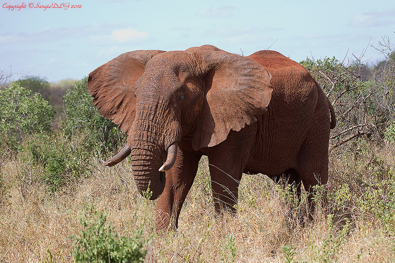 Kenya, Tsavo West, elephant ....