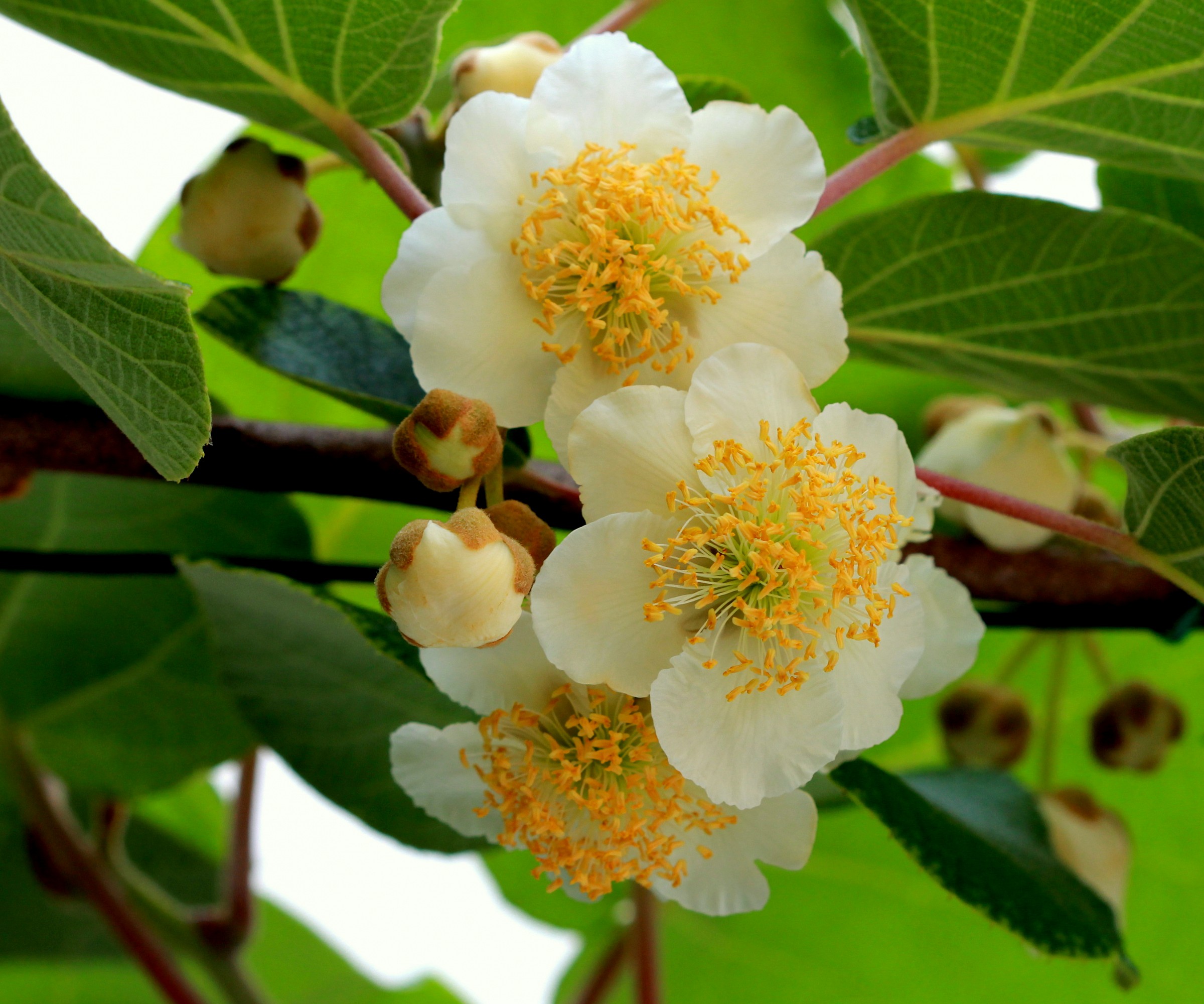Flowers kiwi