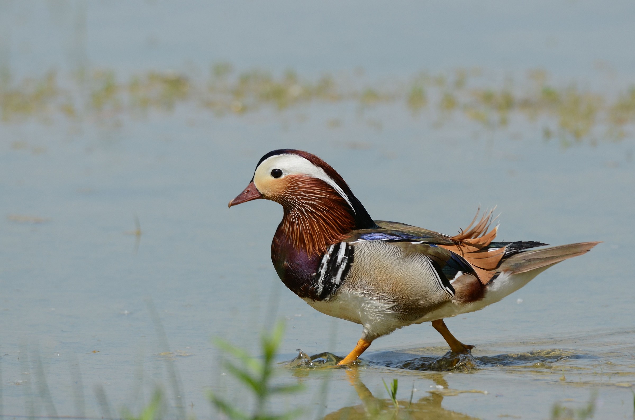 mandarin duck
