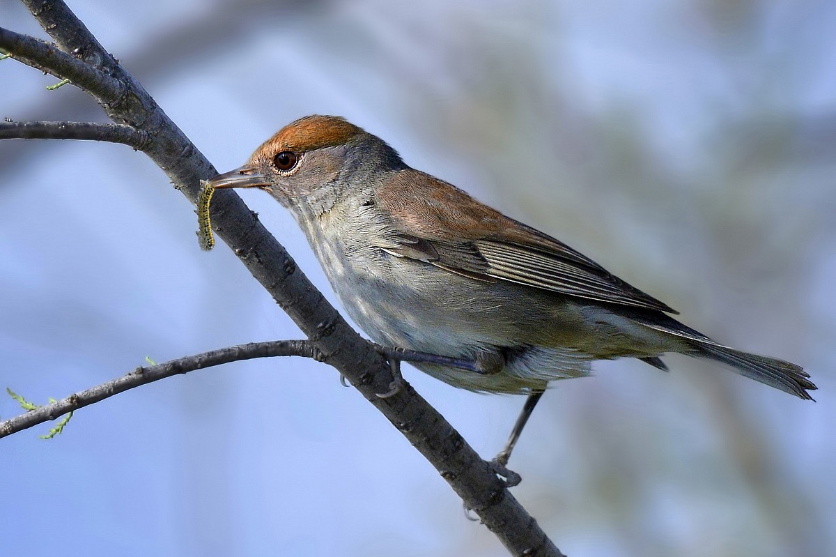 capinera femmina con preda
