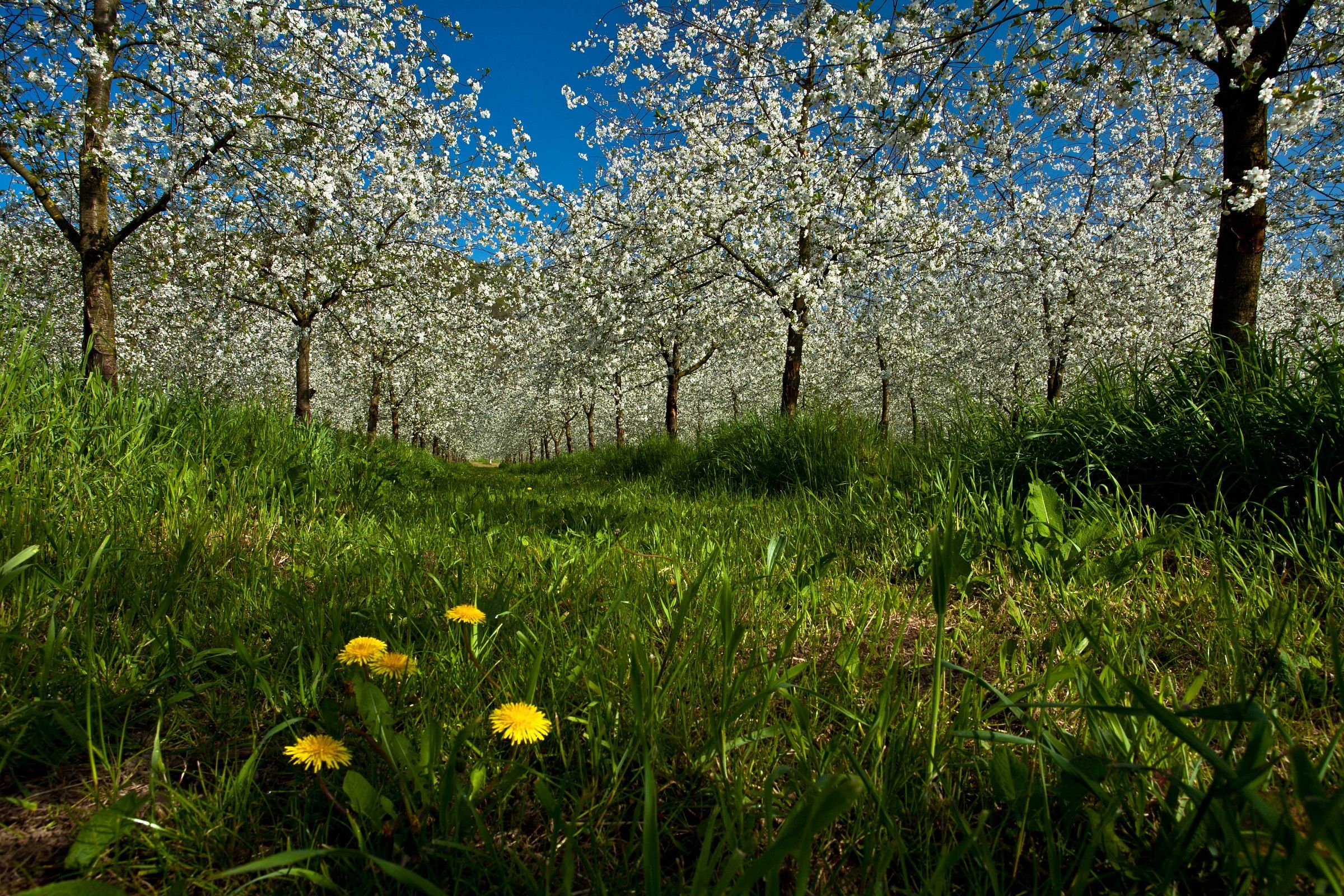 Se fiorite voi...fiorisco anch'io.