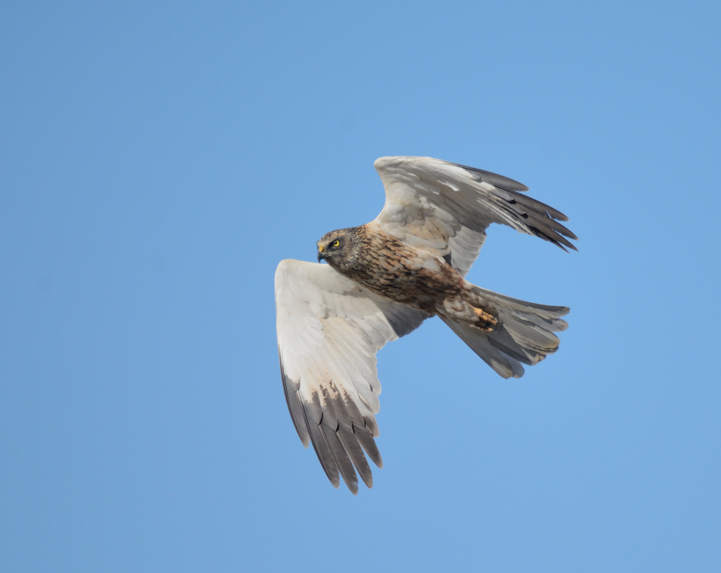 male marsh harrier