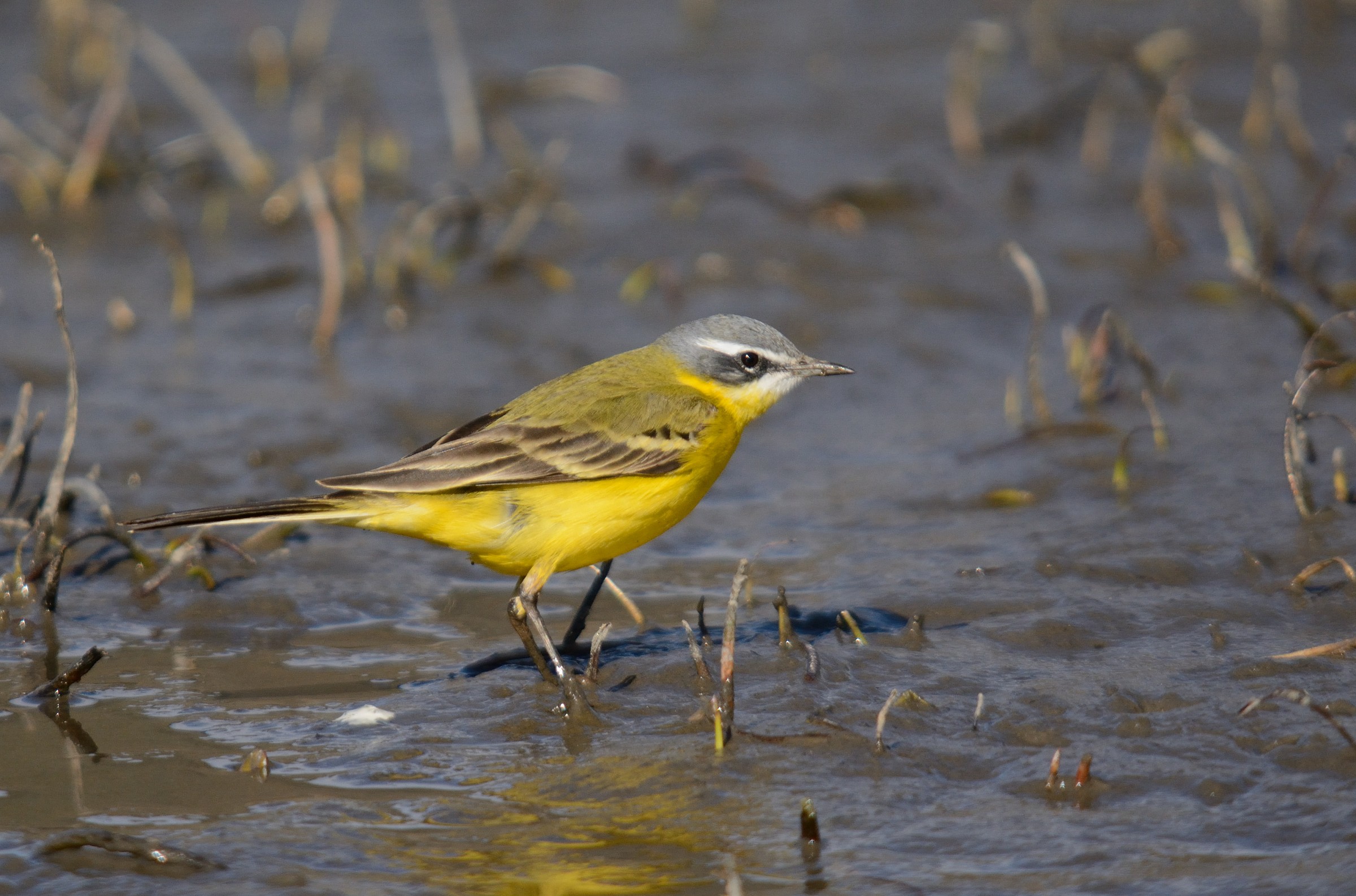 wagtail