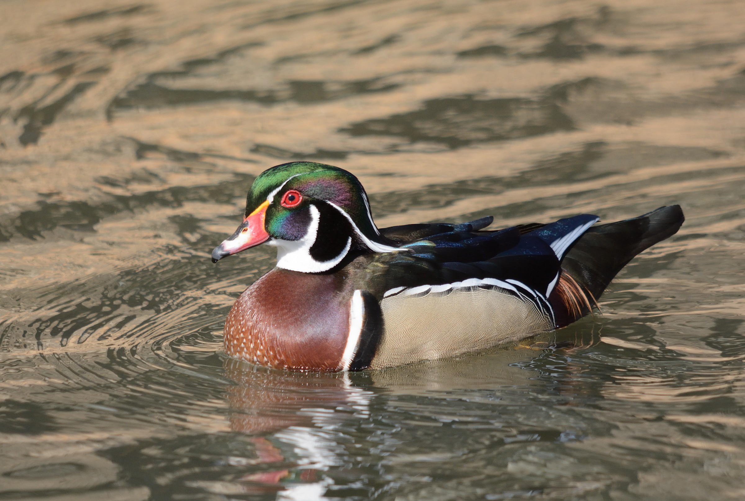 Wood Duck