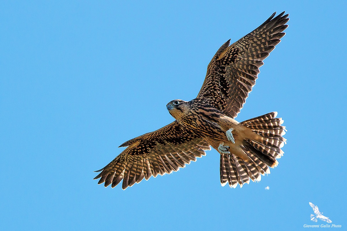 Falco biarmicus (Falco Lanario)
