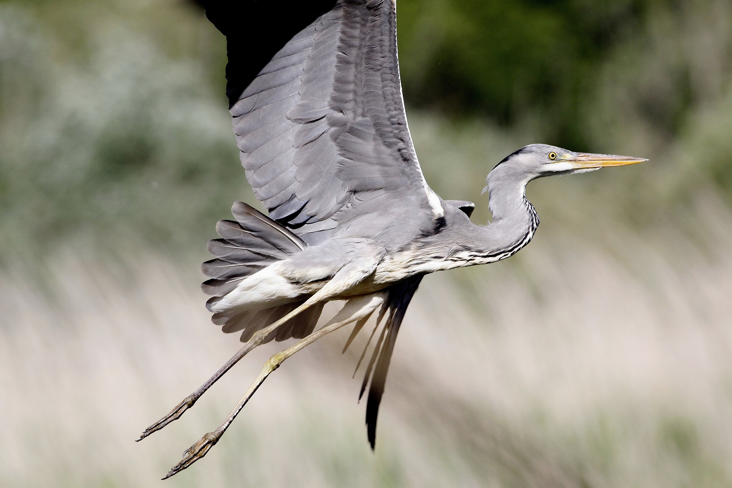 gray heron