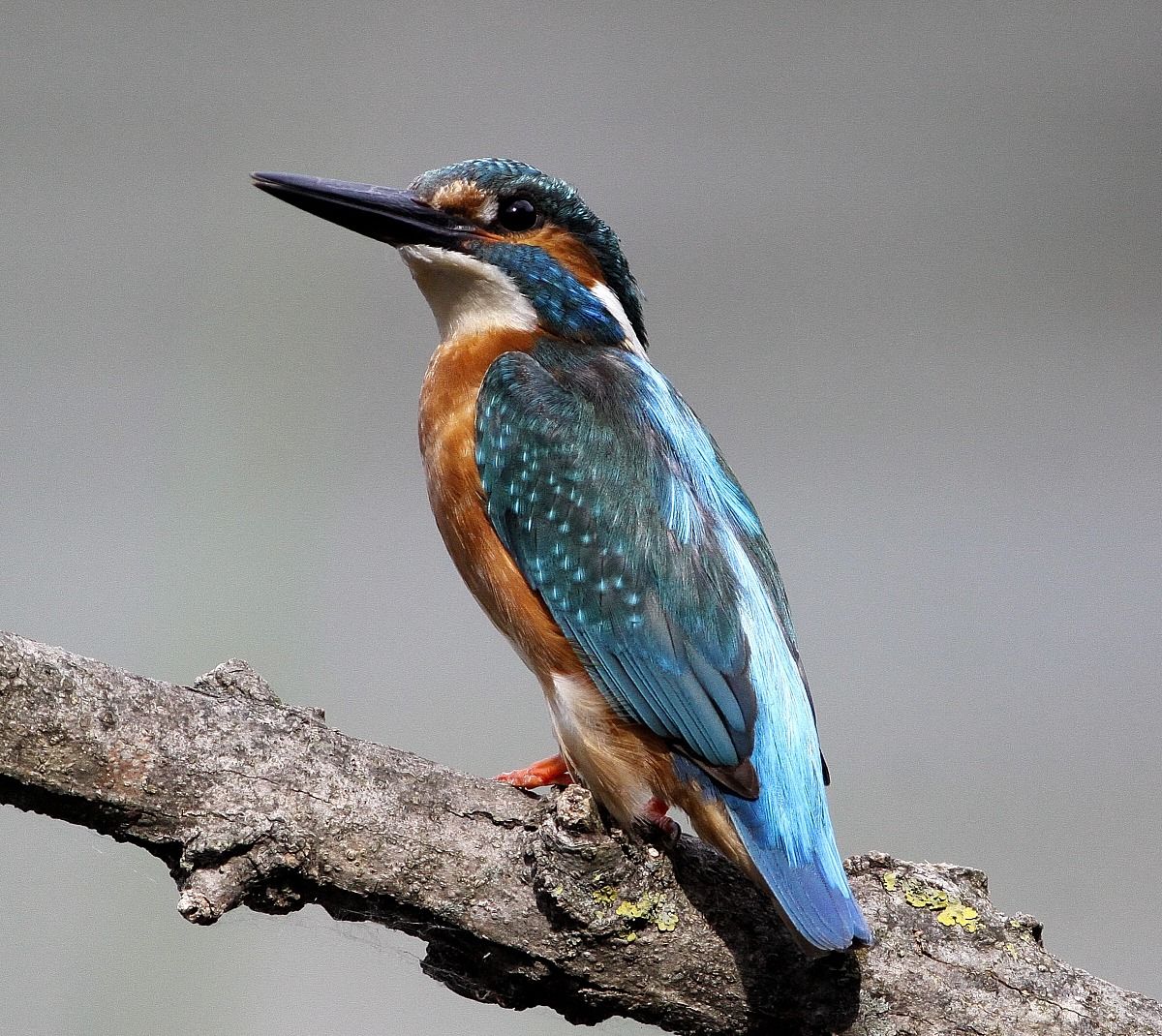 kingfisher
