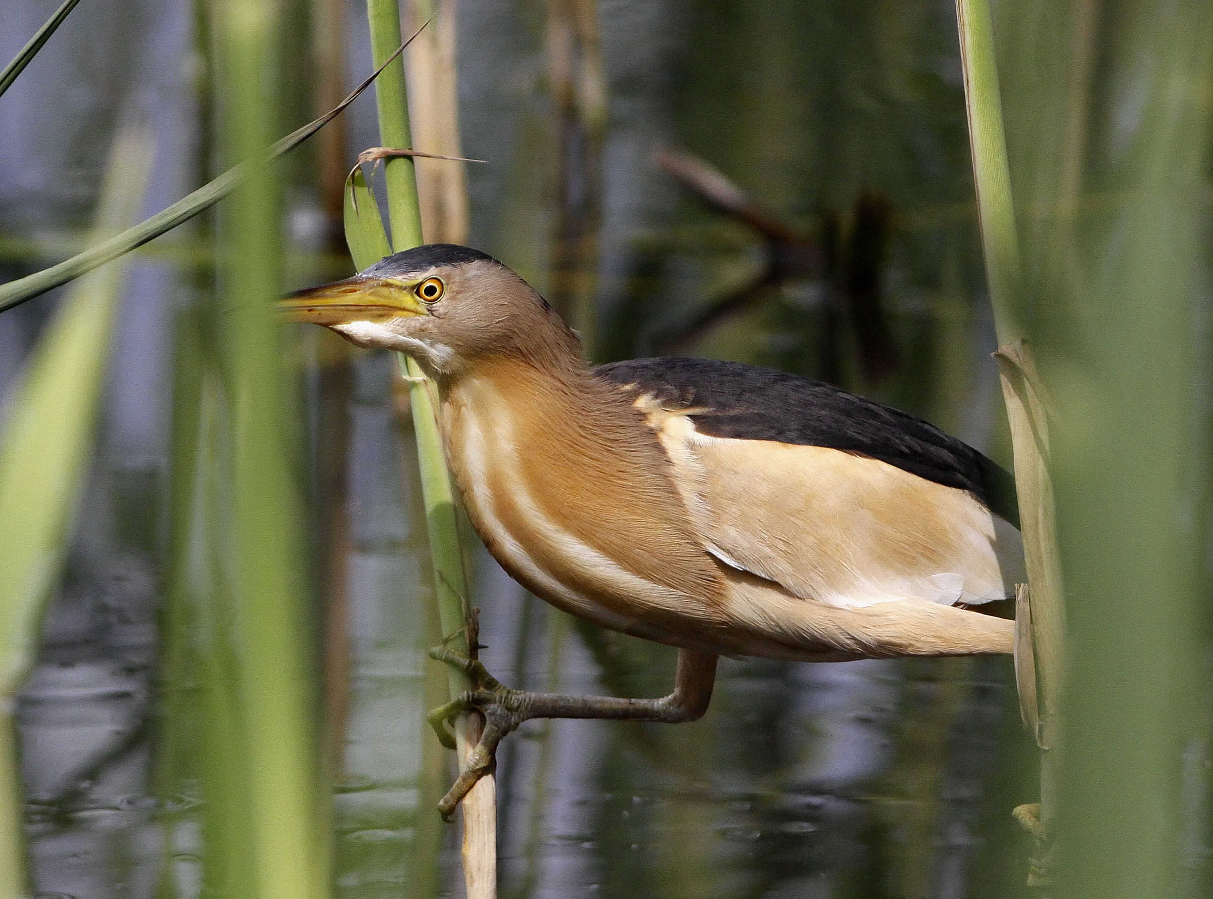 bittern
