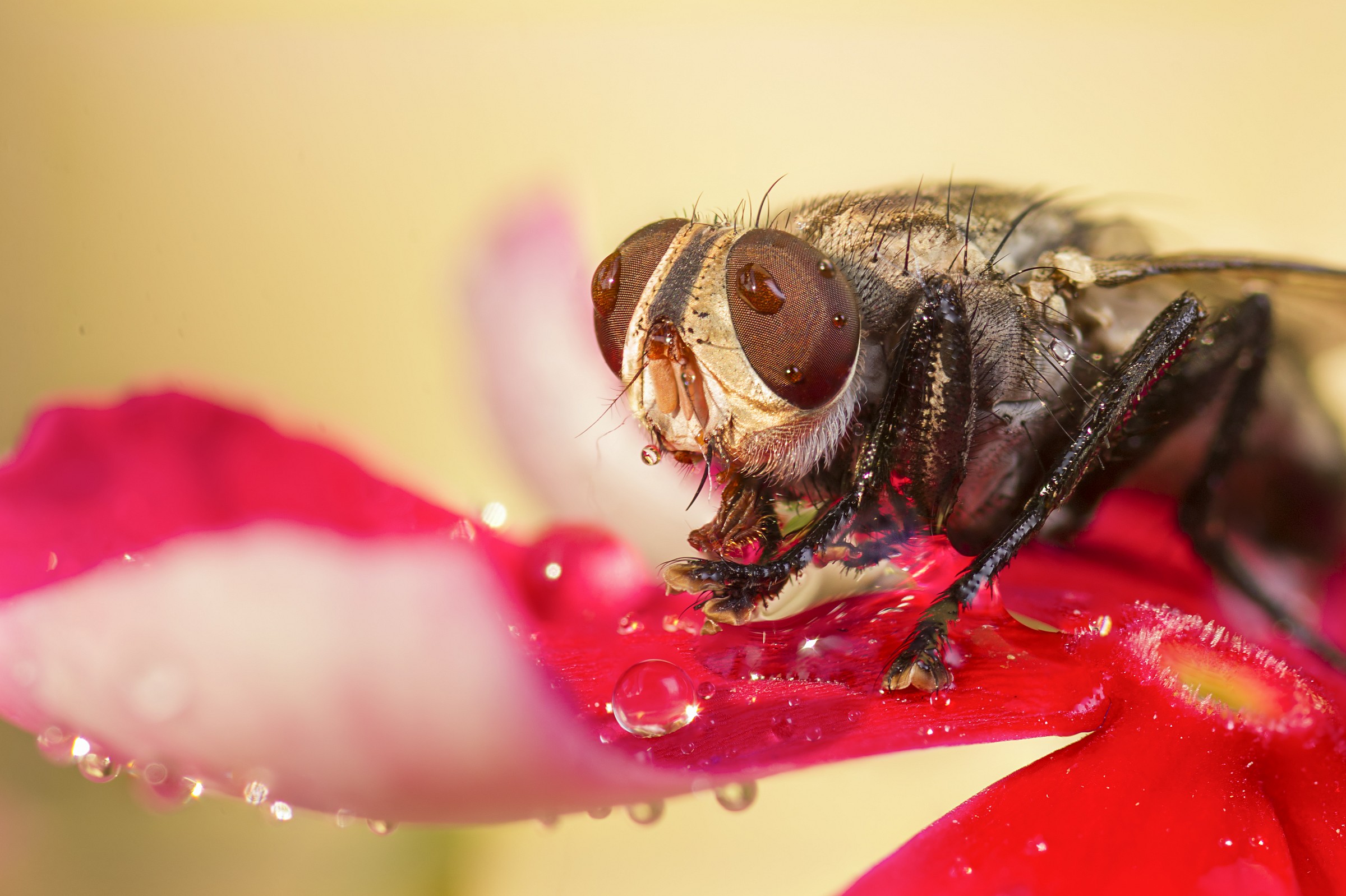 Thirsty Fly