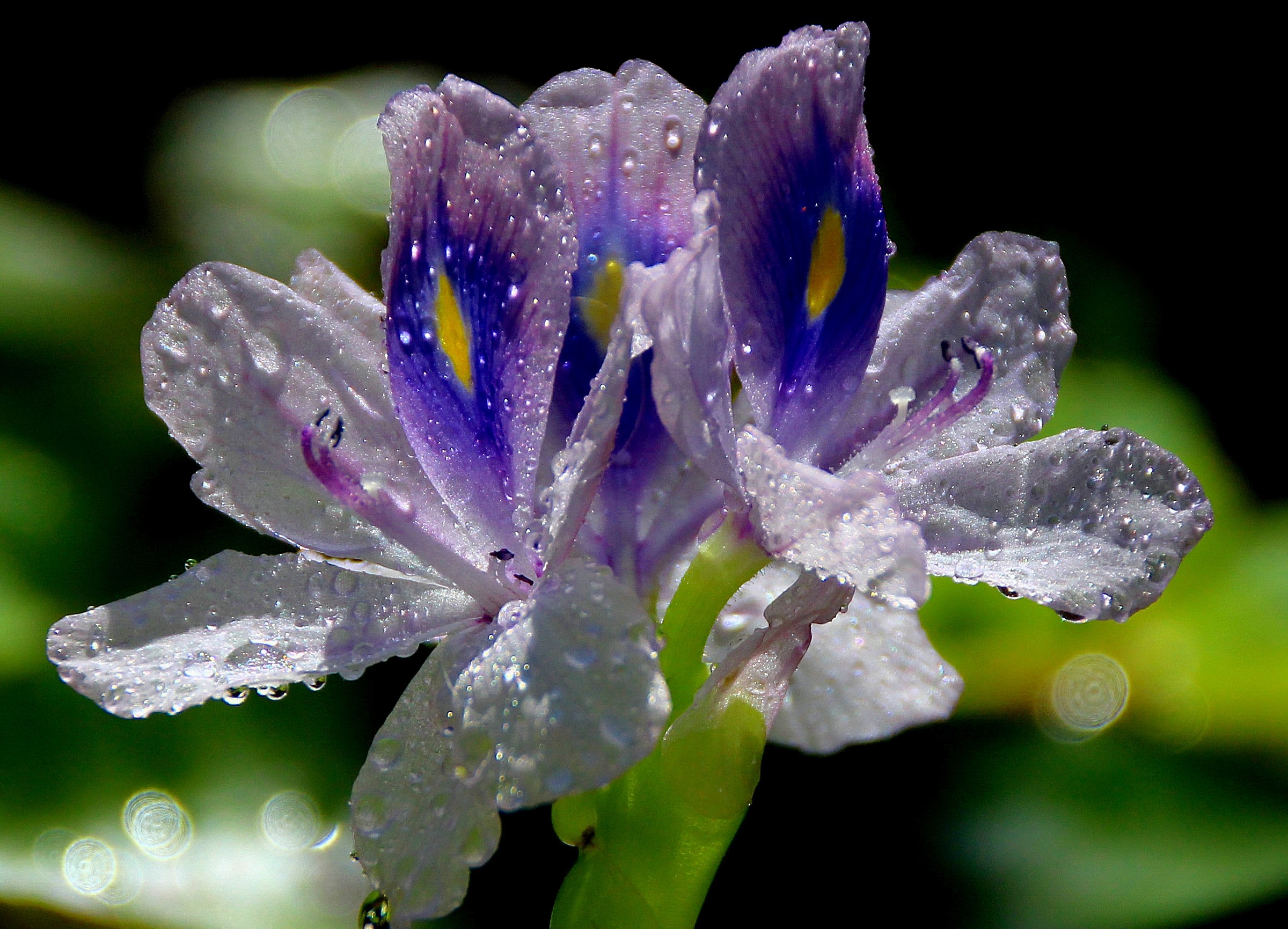water hyacinth