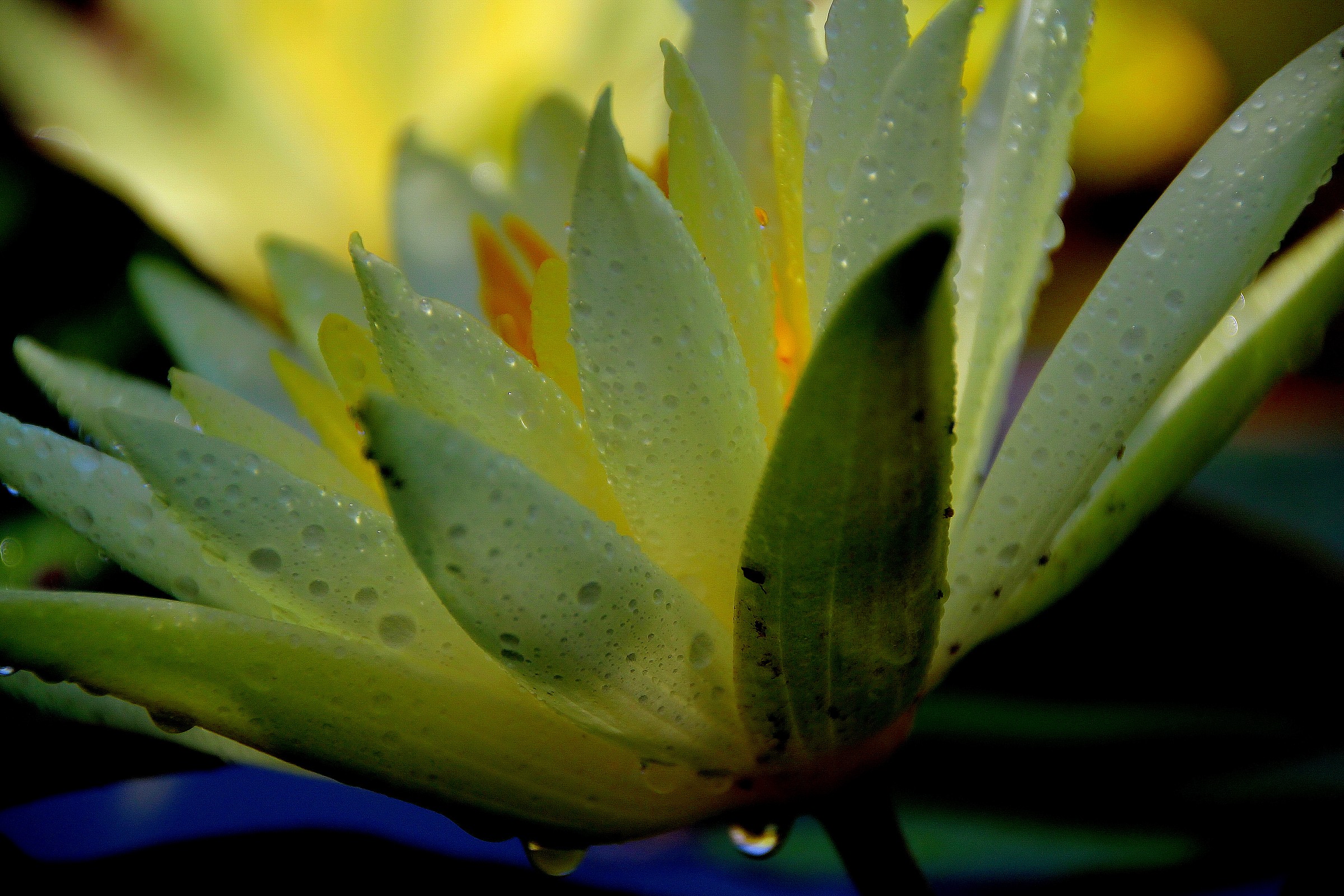 Water Lily - Nymphea