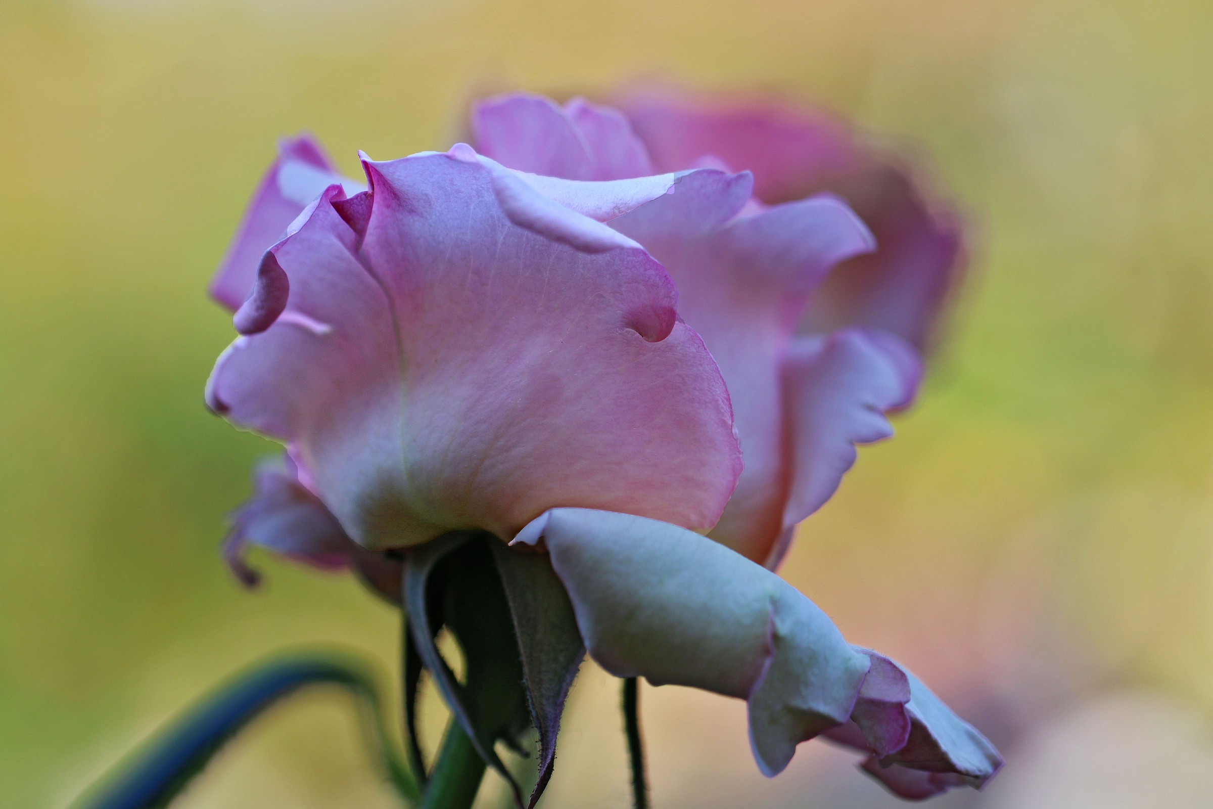 Rose Garden of Nervi