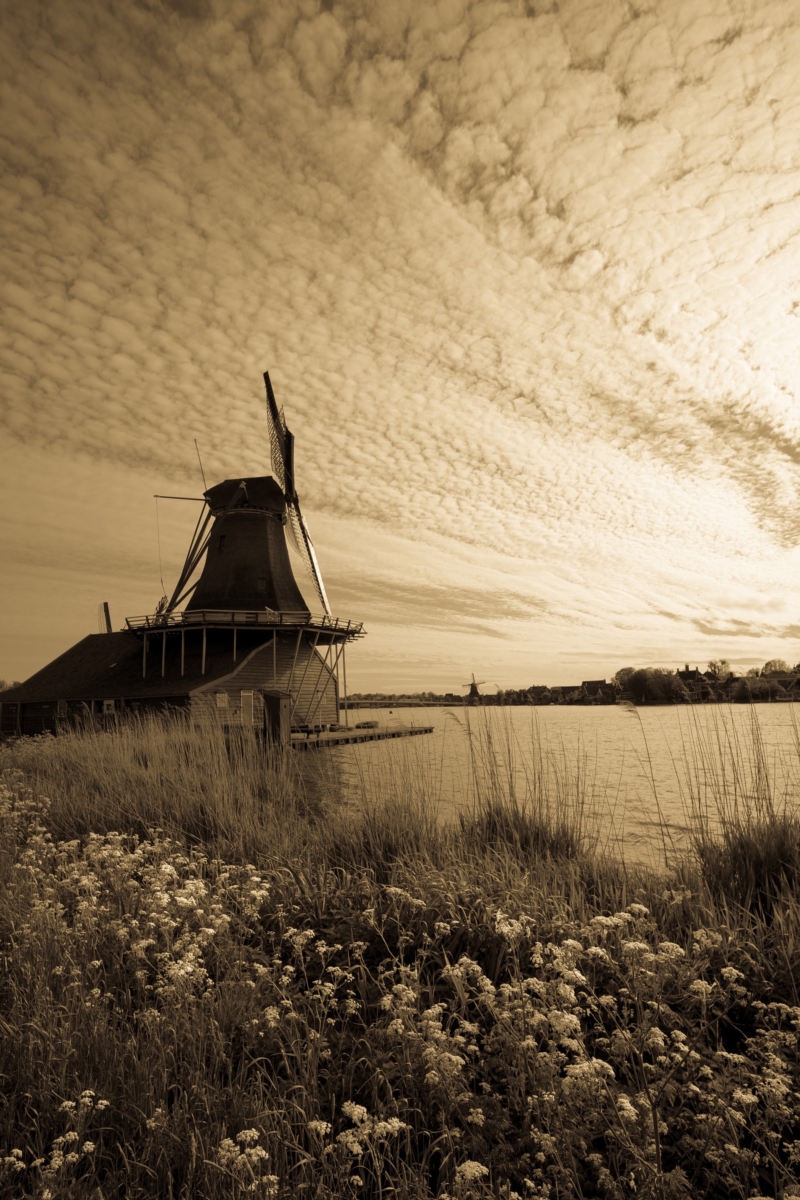 landscape of Holland