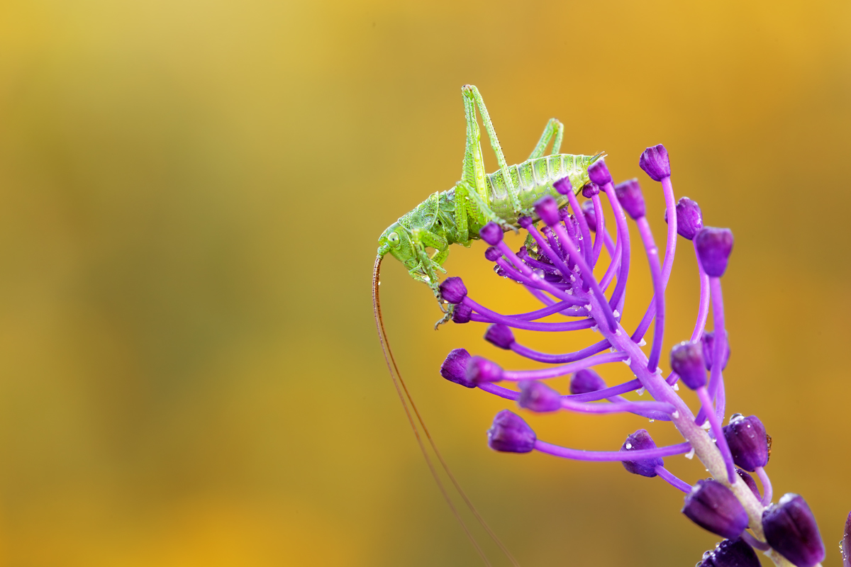 Giovane di Leptophyes punctatissima
