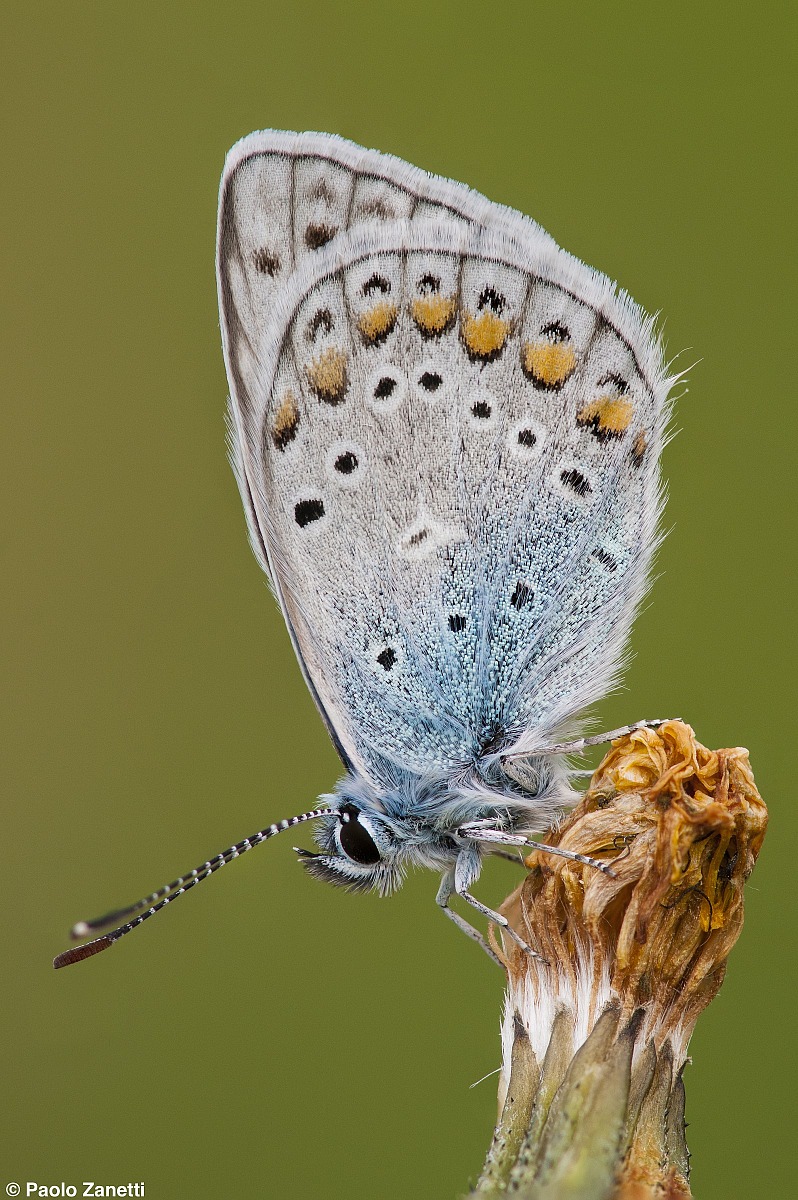 Polyommatus icarus