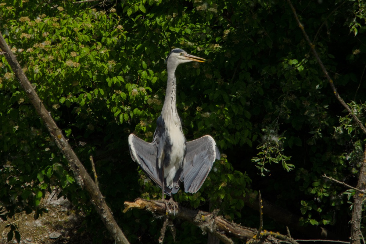 the totem heron
