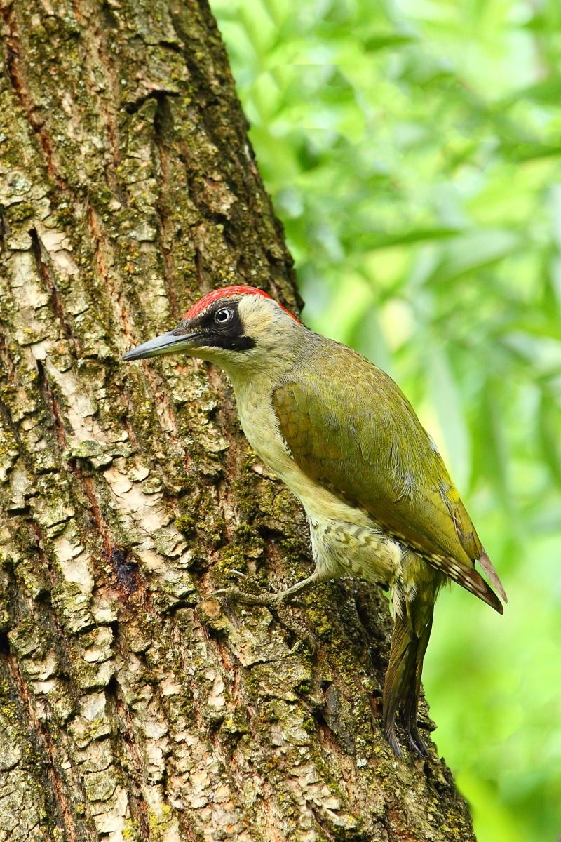 Green Woodpecker f