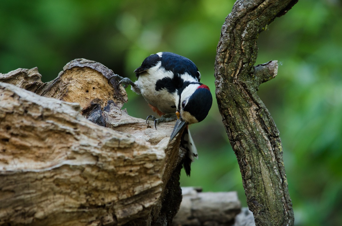 woodpecker