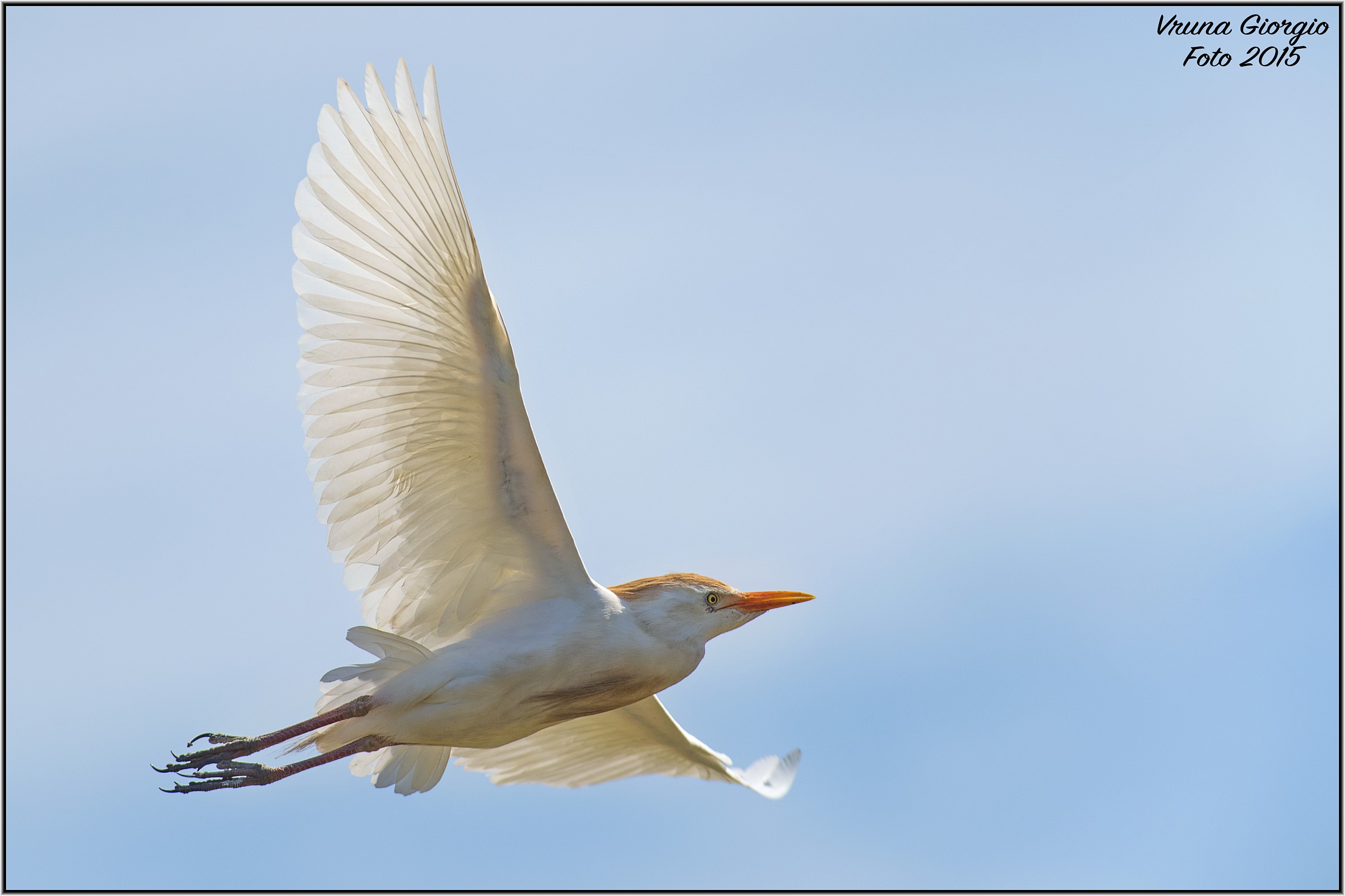 Angel Flight (Egrets)