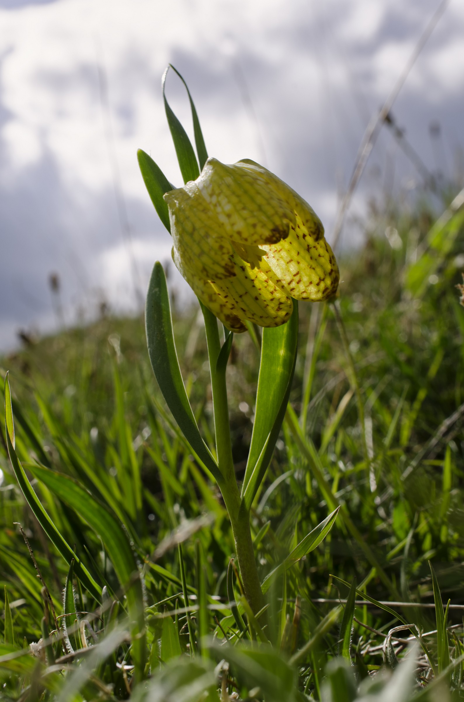 Fritillaria tubiformis - Meleagride alpino