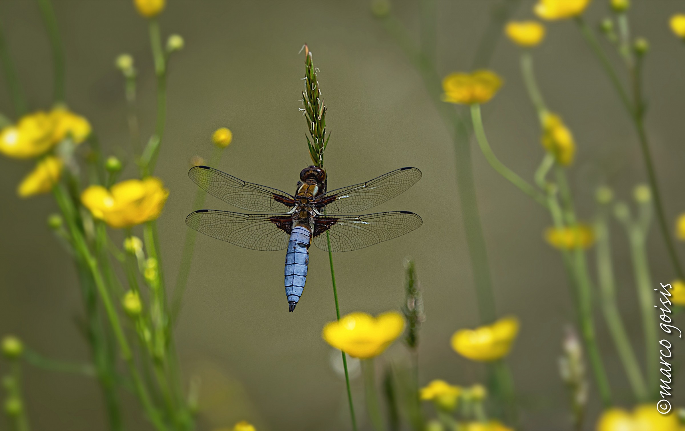 Libellula